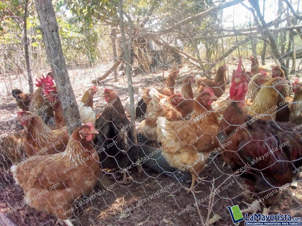 Gallina ponedora