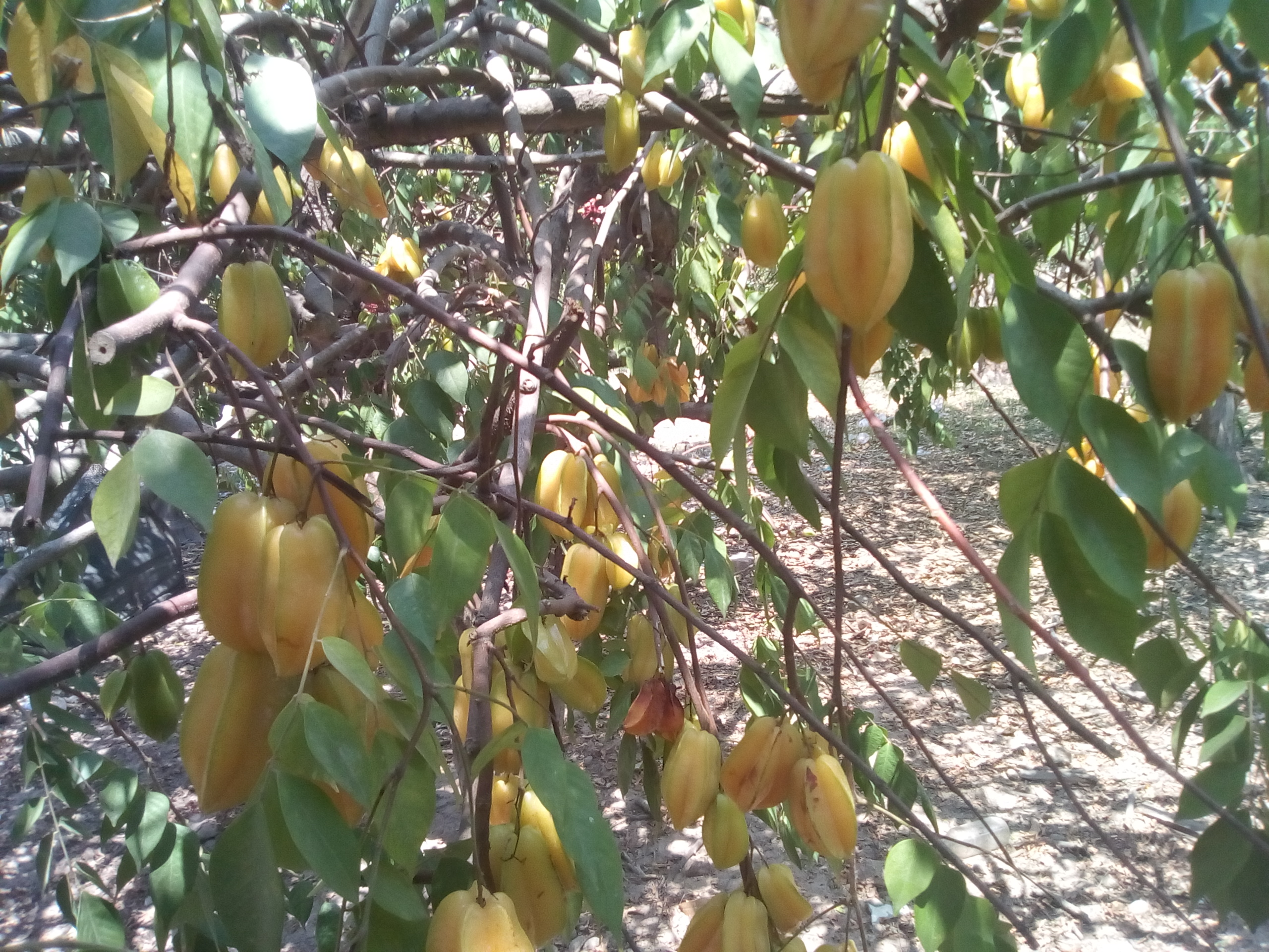 Carambolo