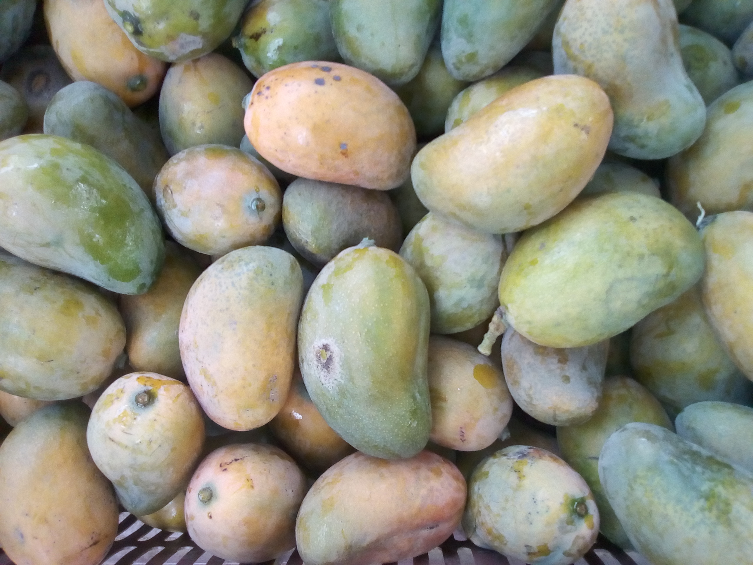 Mango
