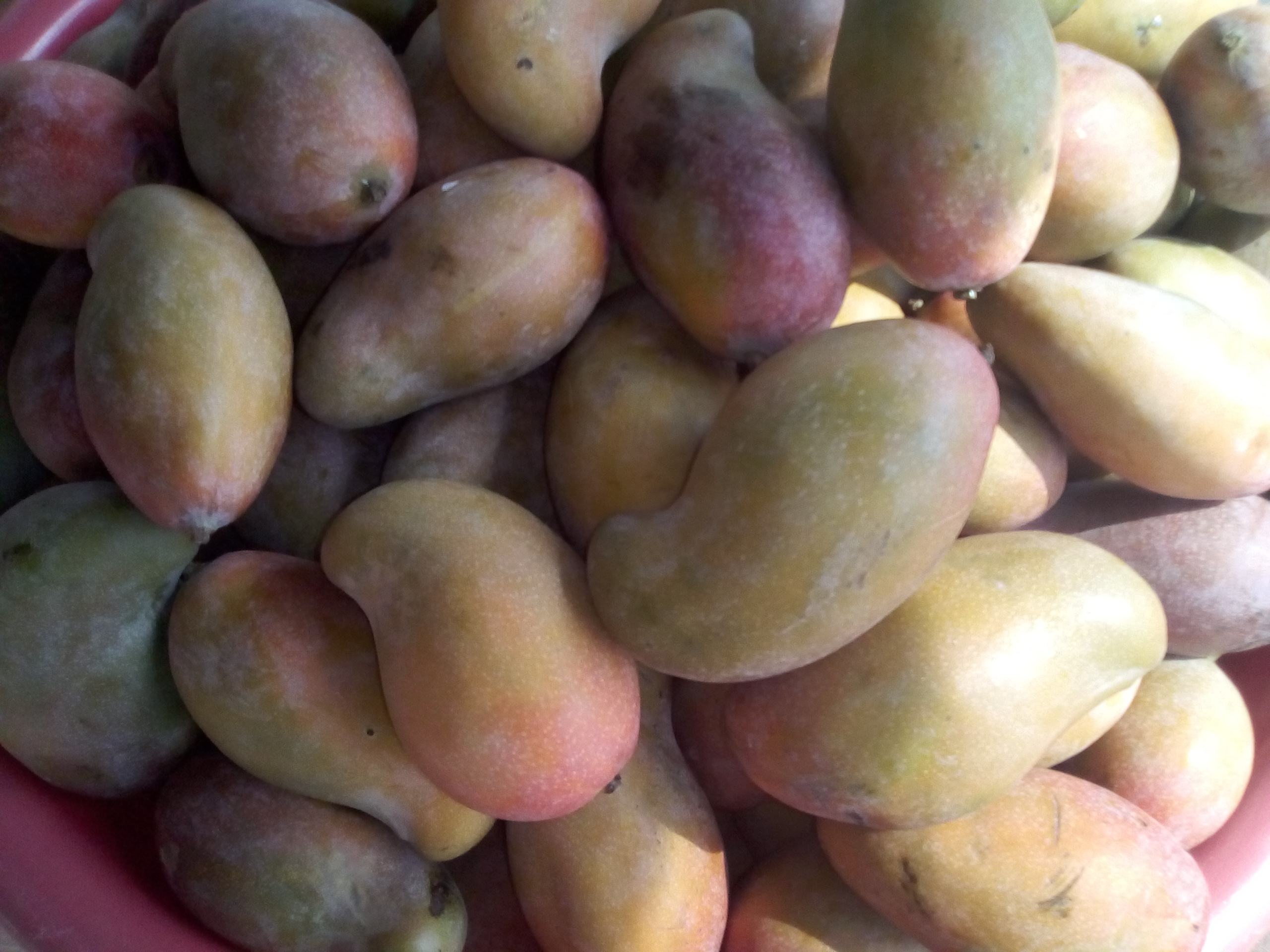 Mango de chupa