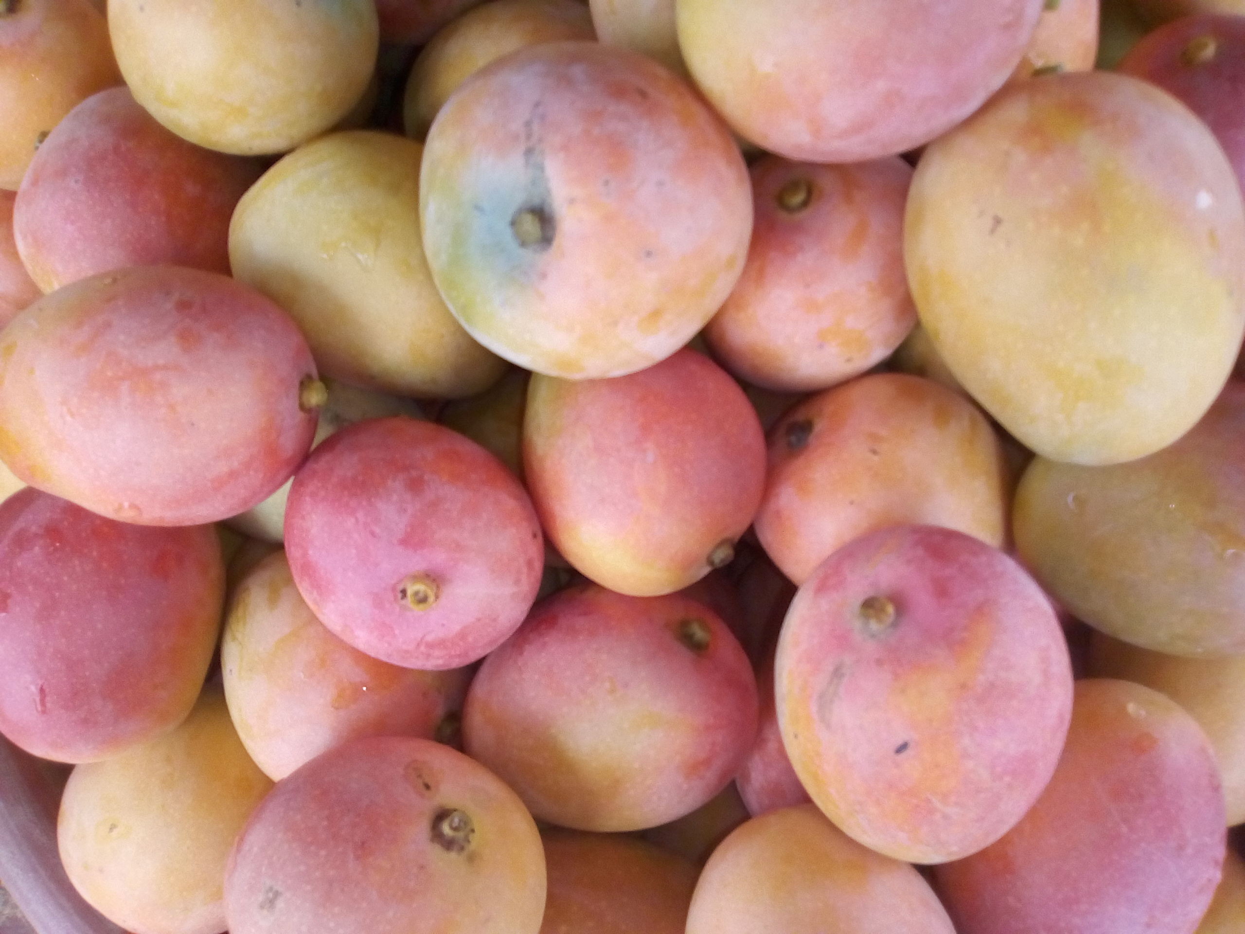 Mango azúcar