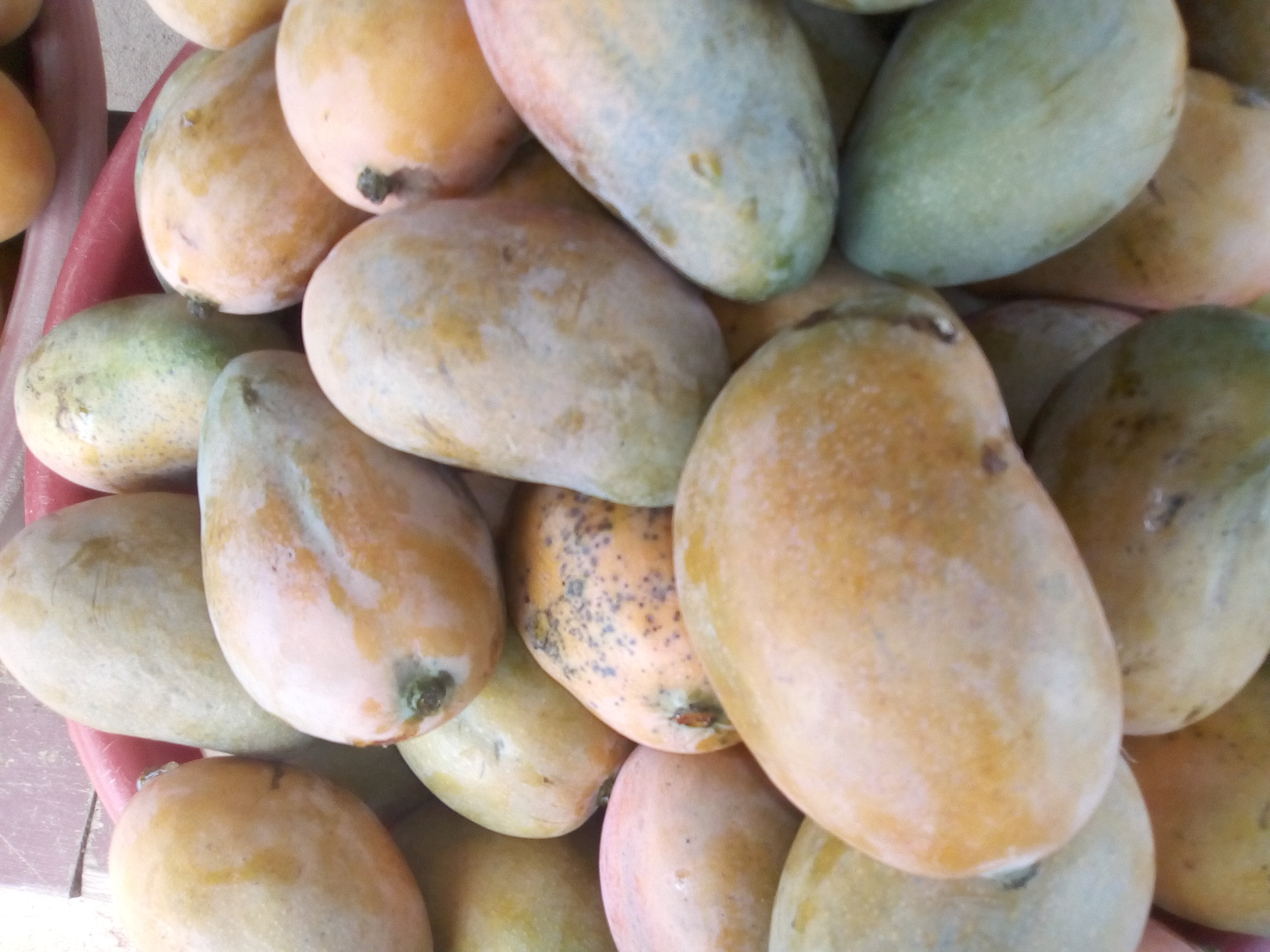 Mango