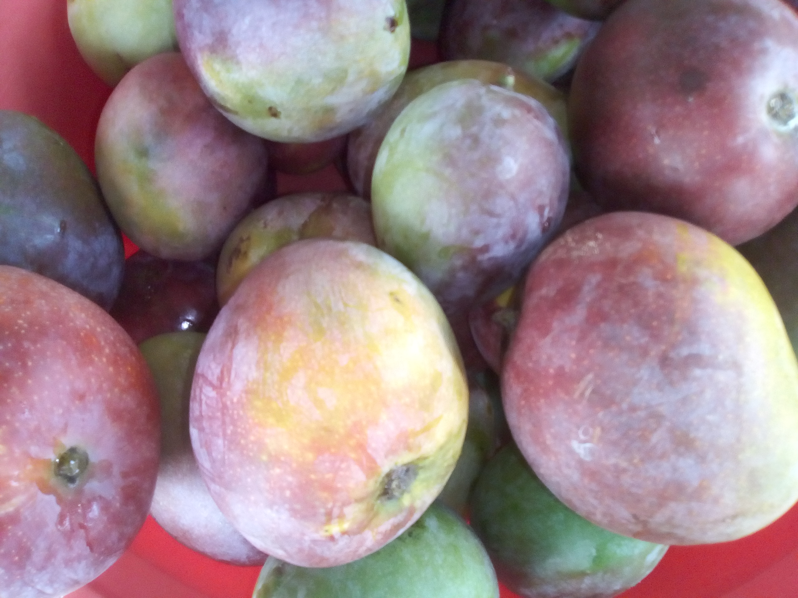 Mango manzana