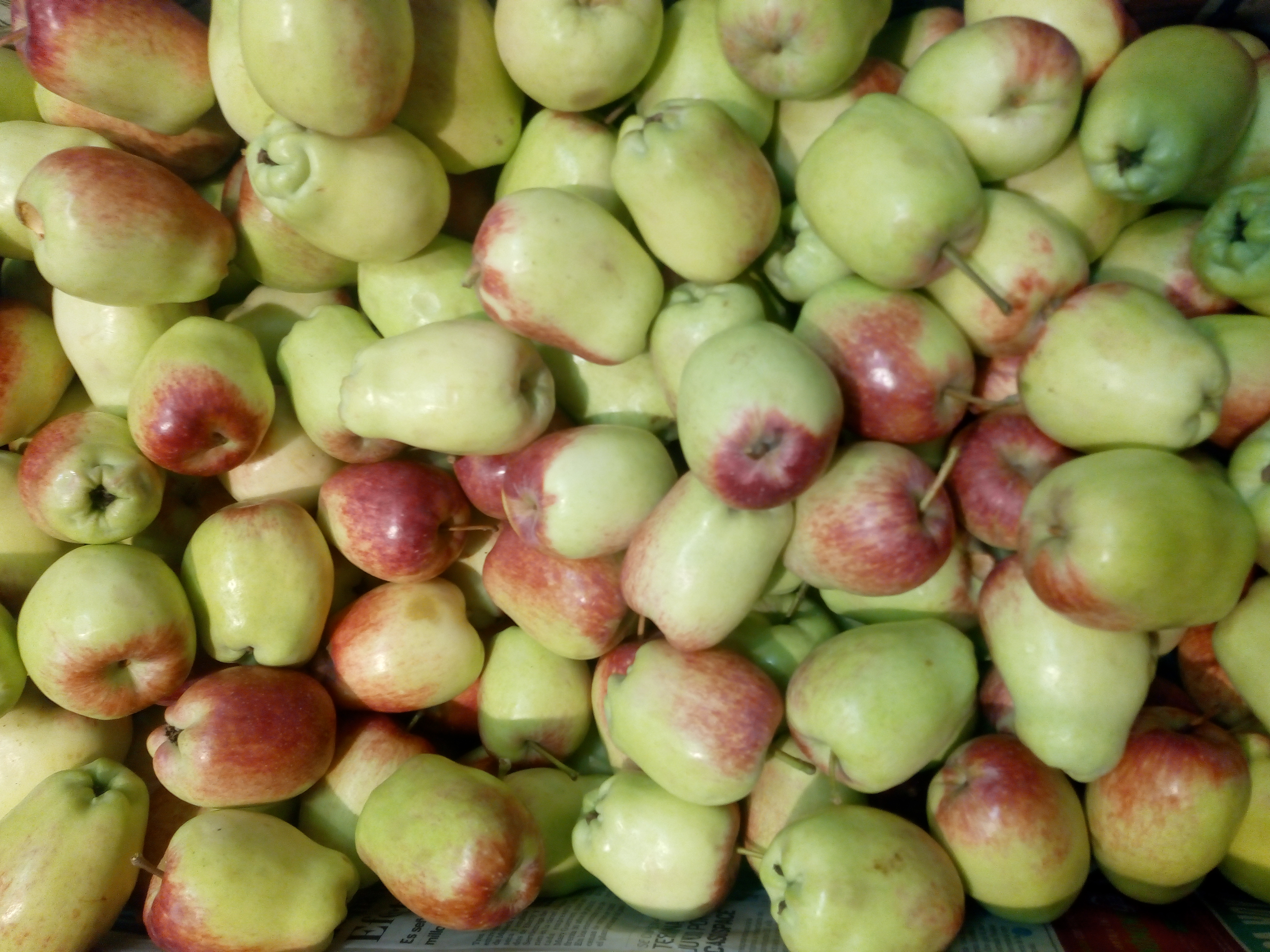 Manzana Ana