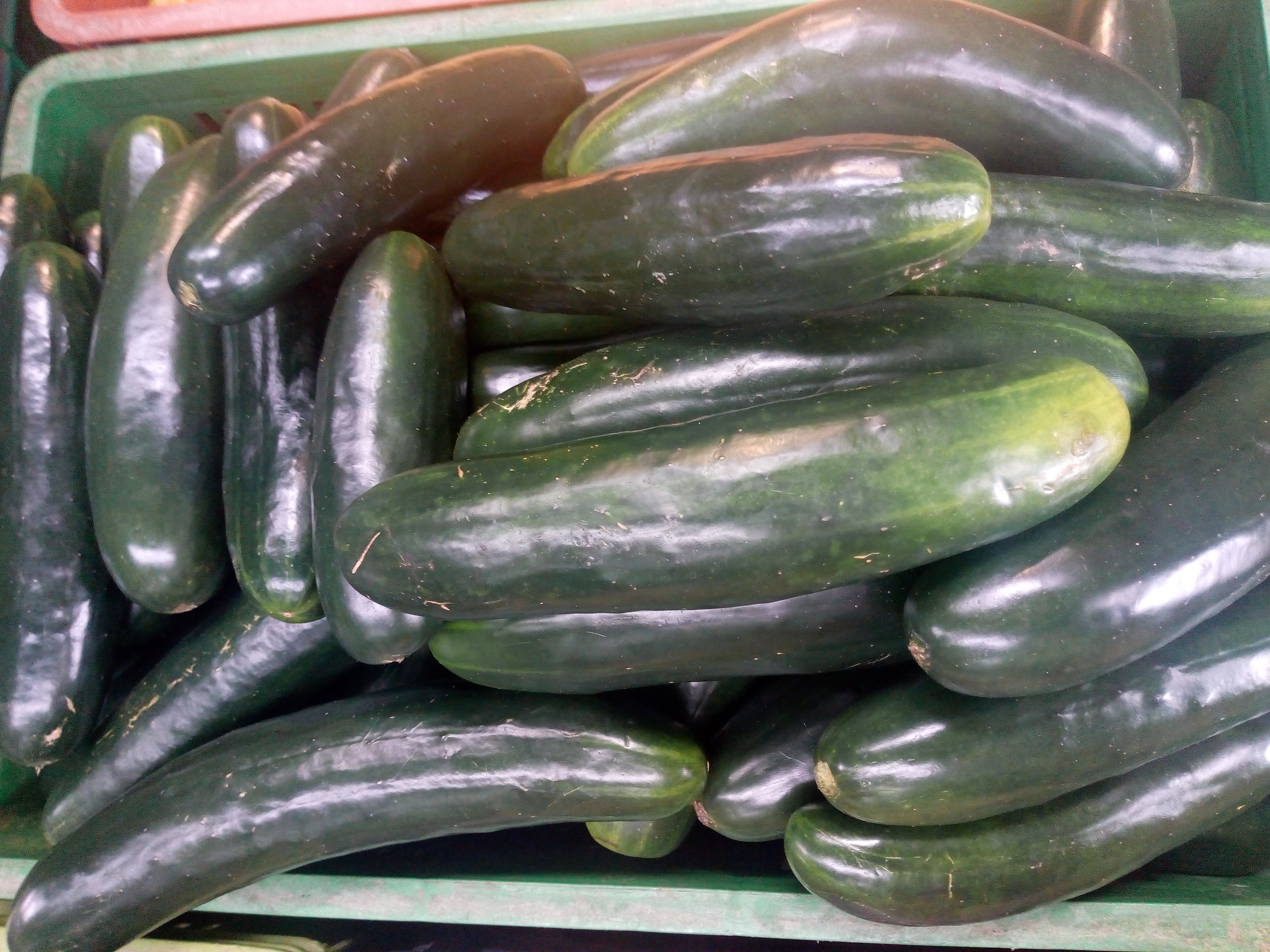 Pepino cohombro