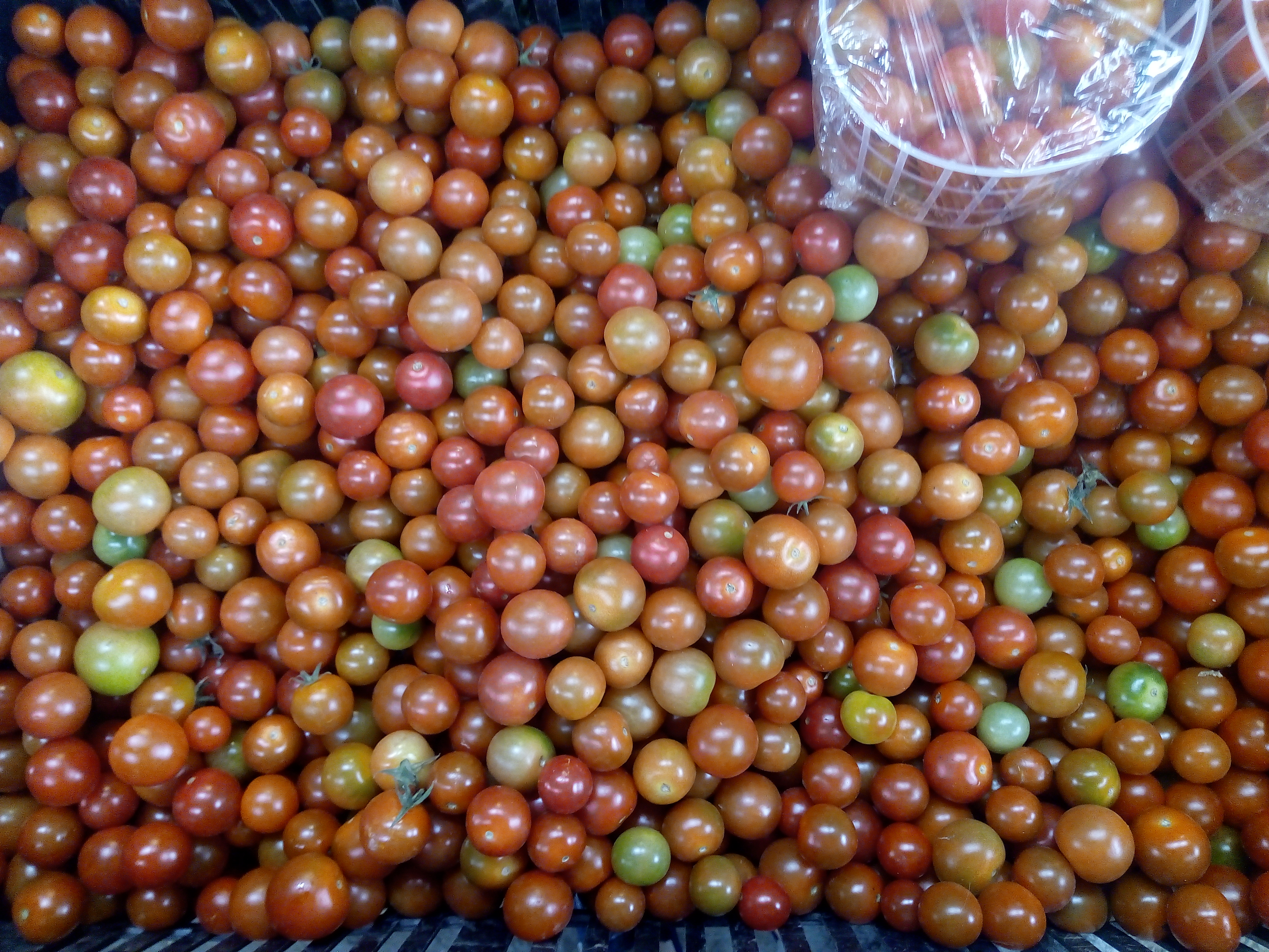 Tomate Cherry