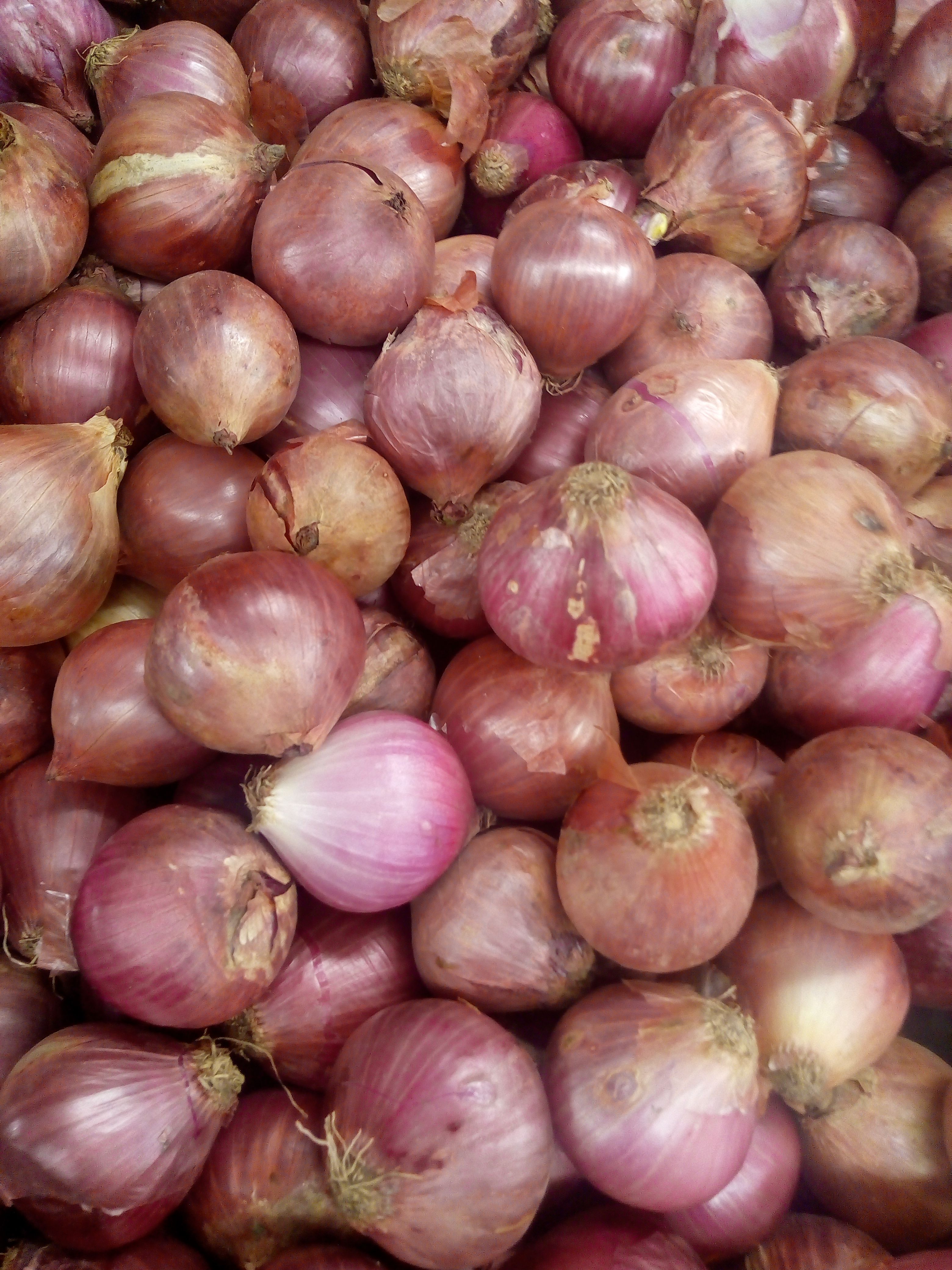 Cebolla roja pareja