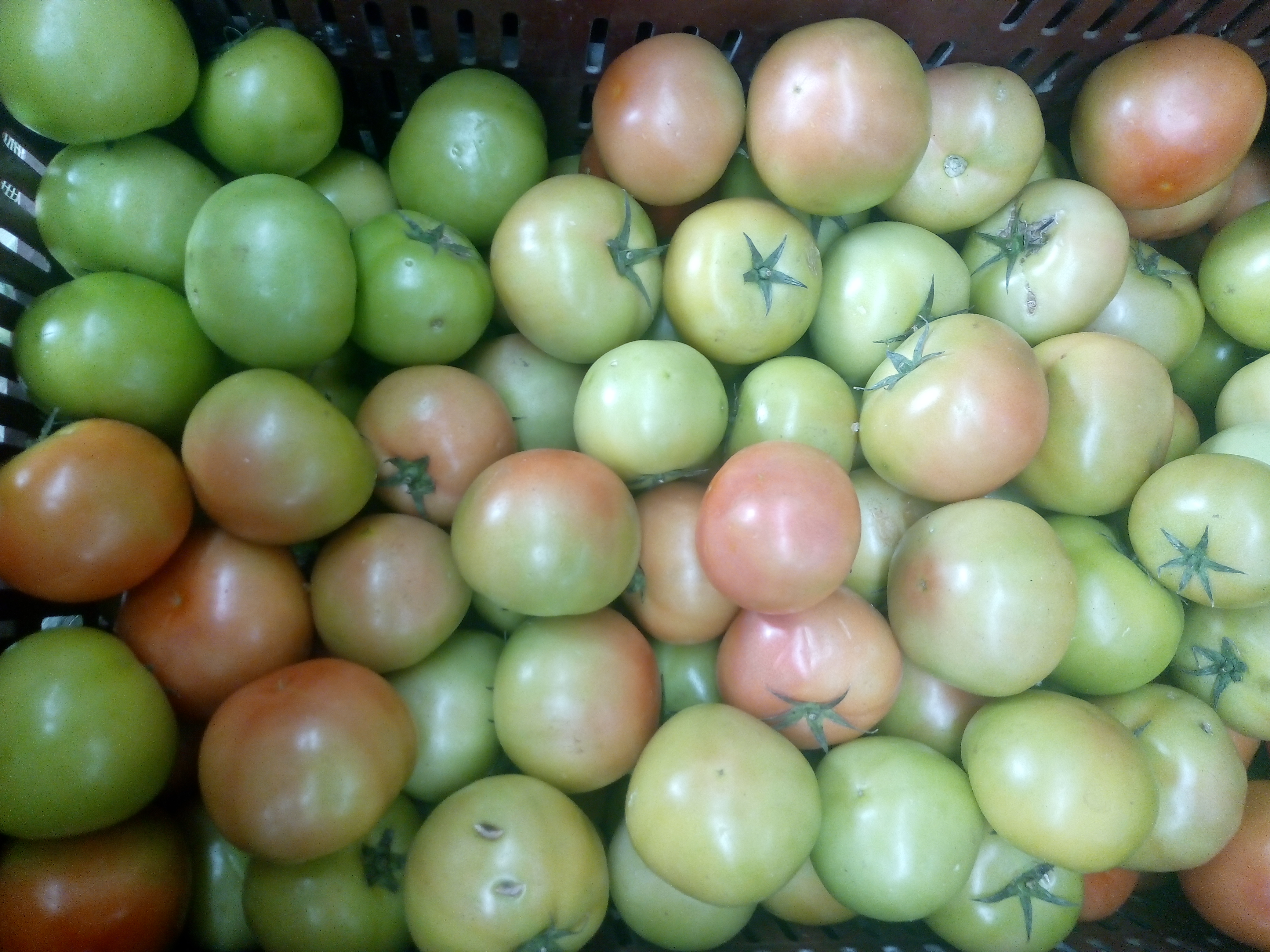Tomate larga vida