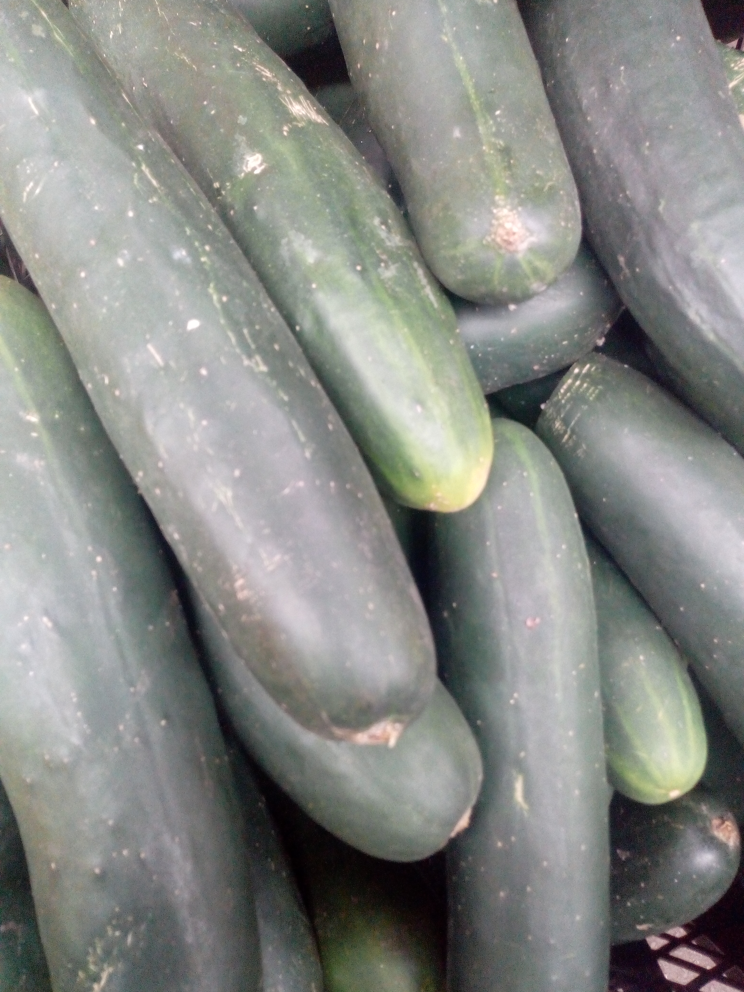 Pepino cohombro