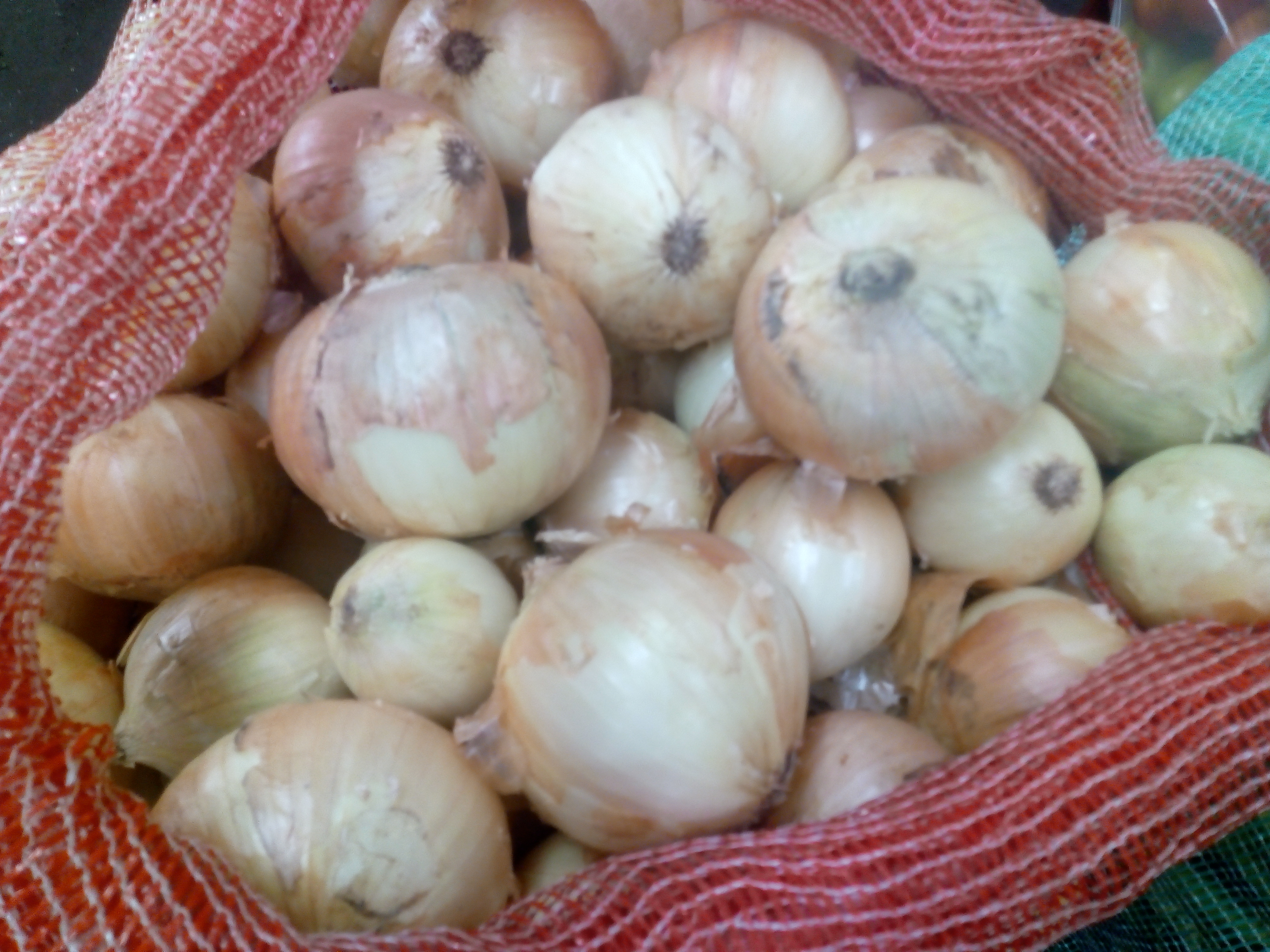 Cebolla cabezona