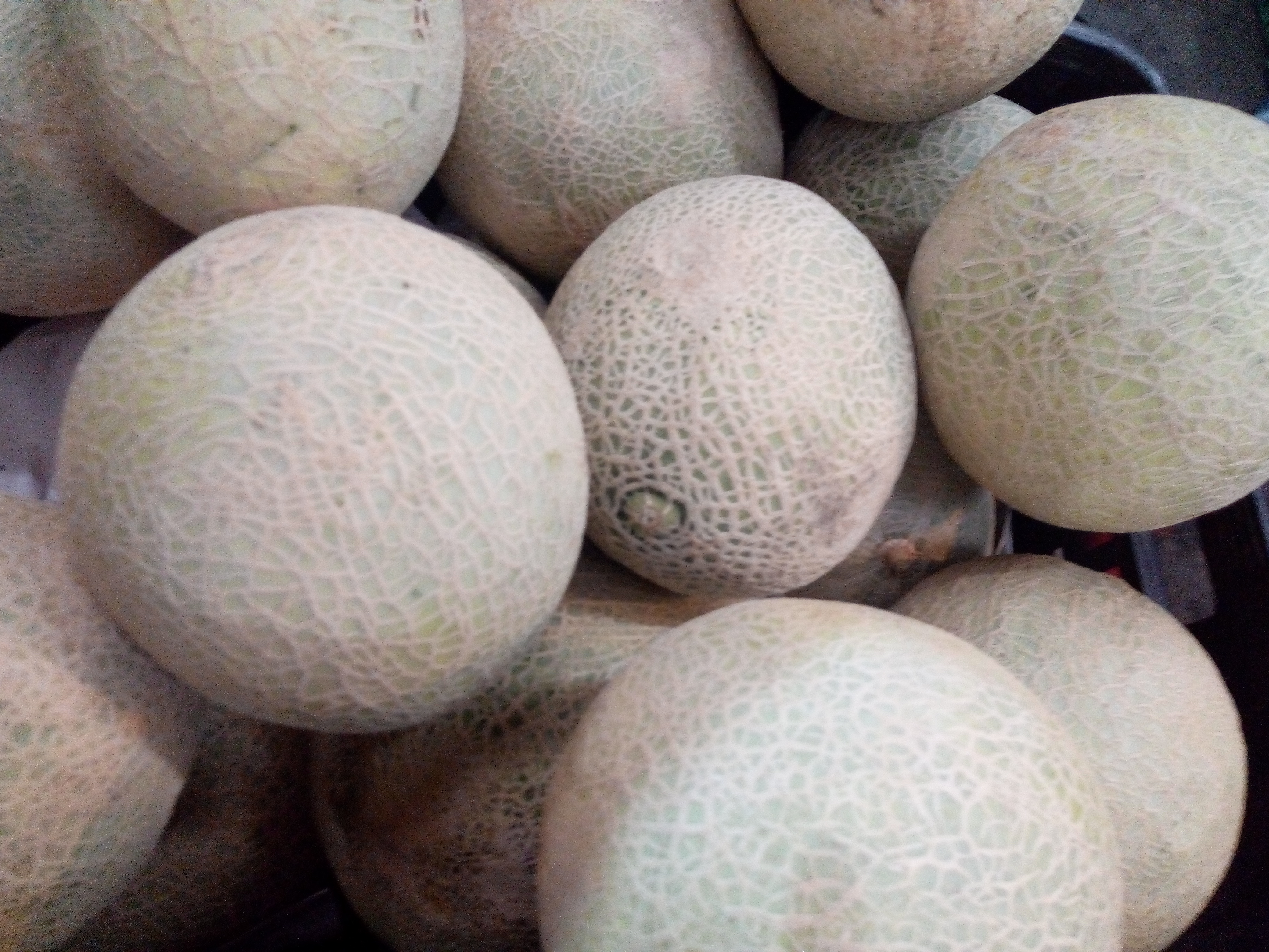 Melón cadial