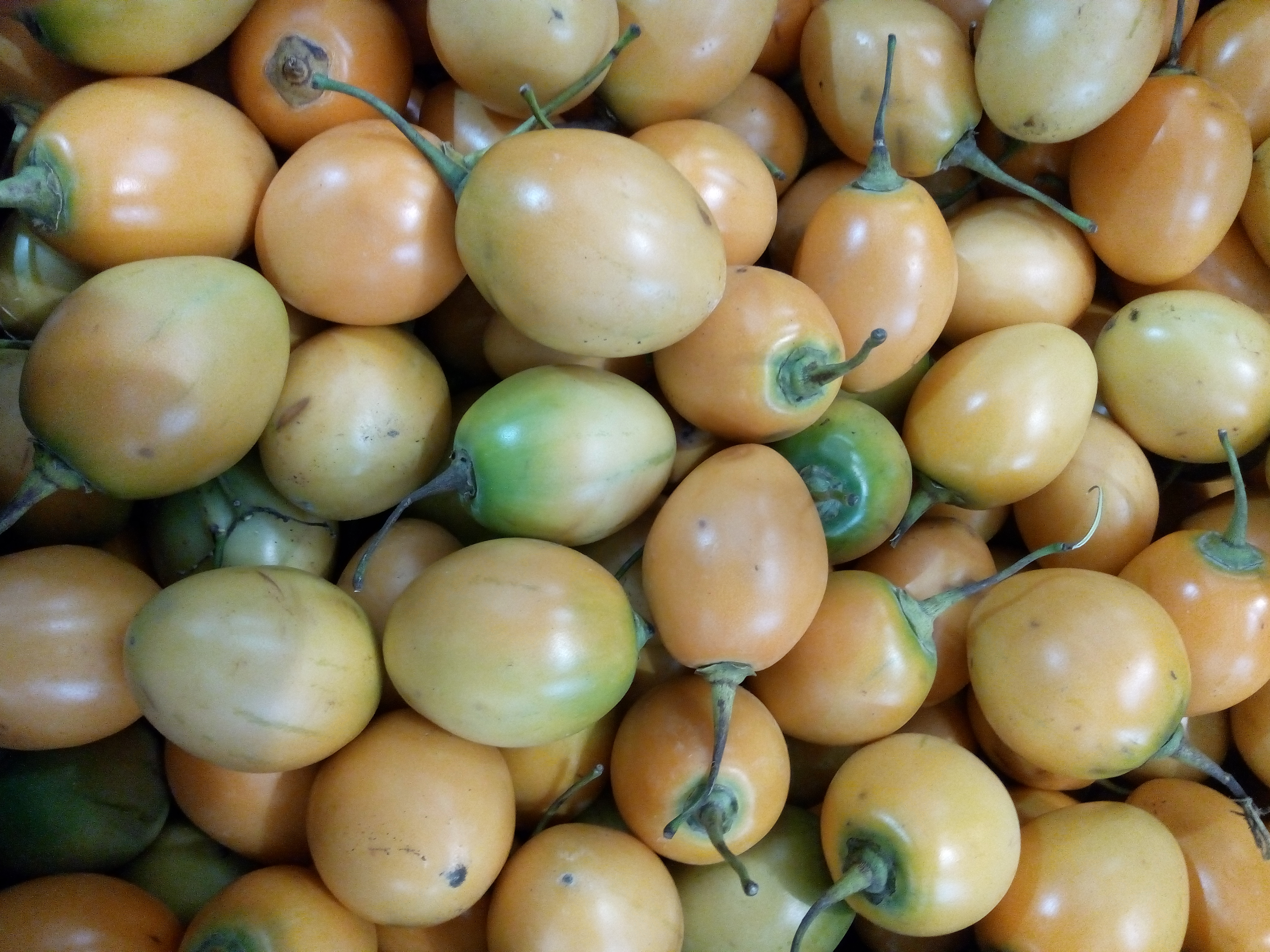 Tomate de árbol yellow