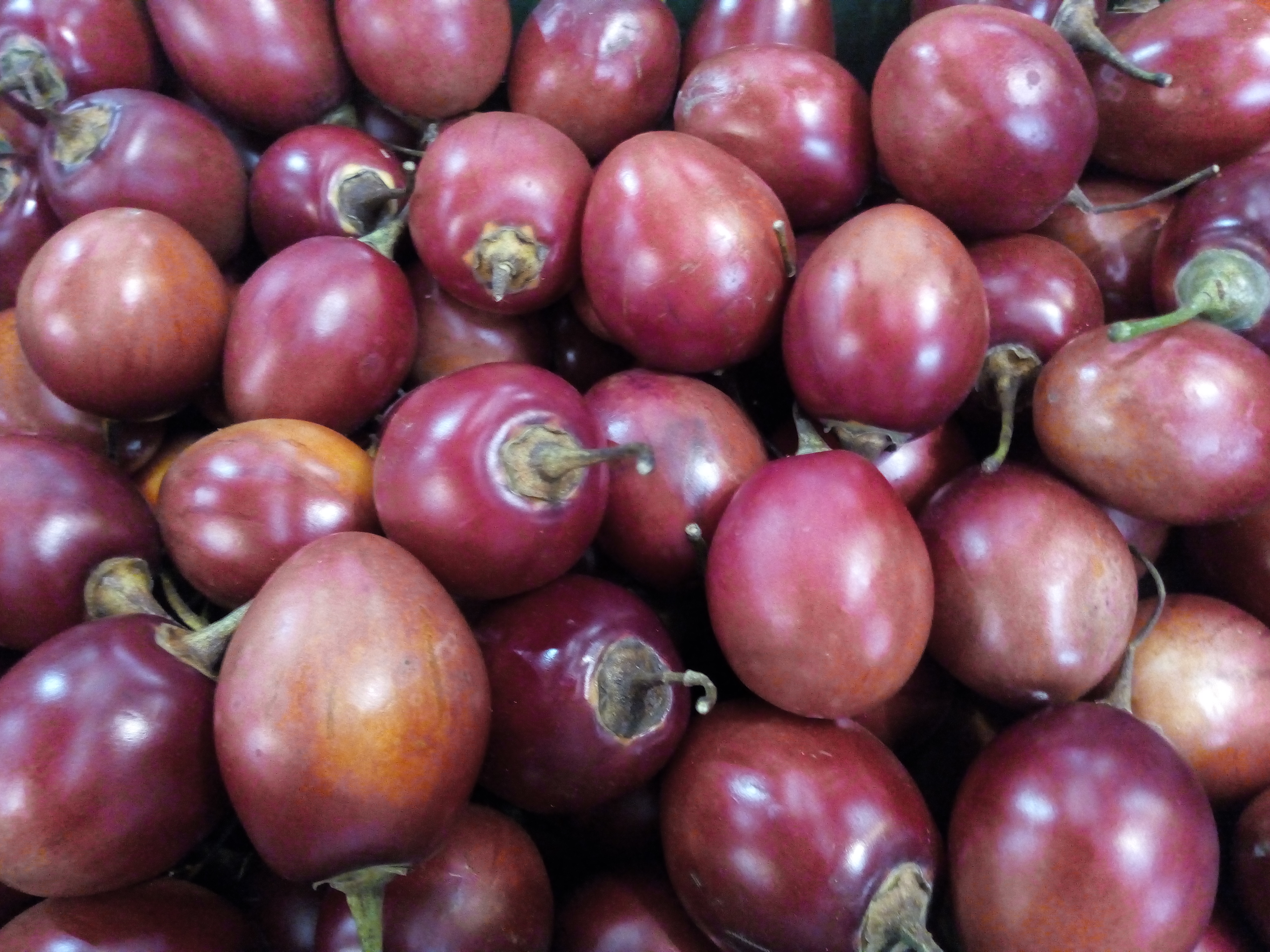 Tomate de árbol rojo