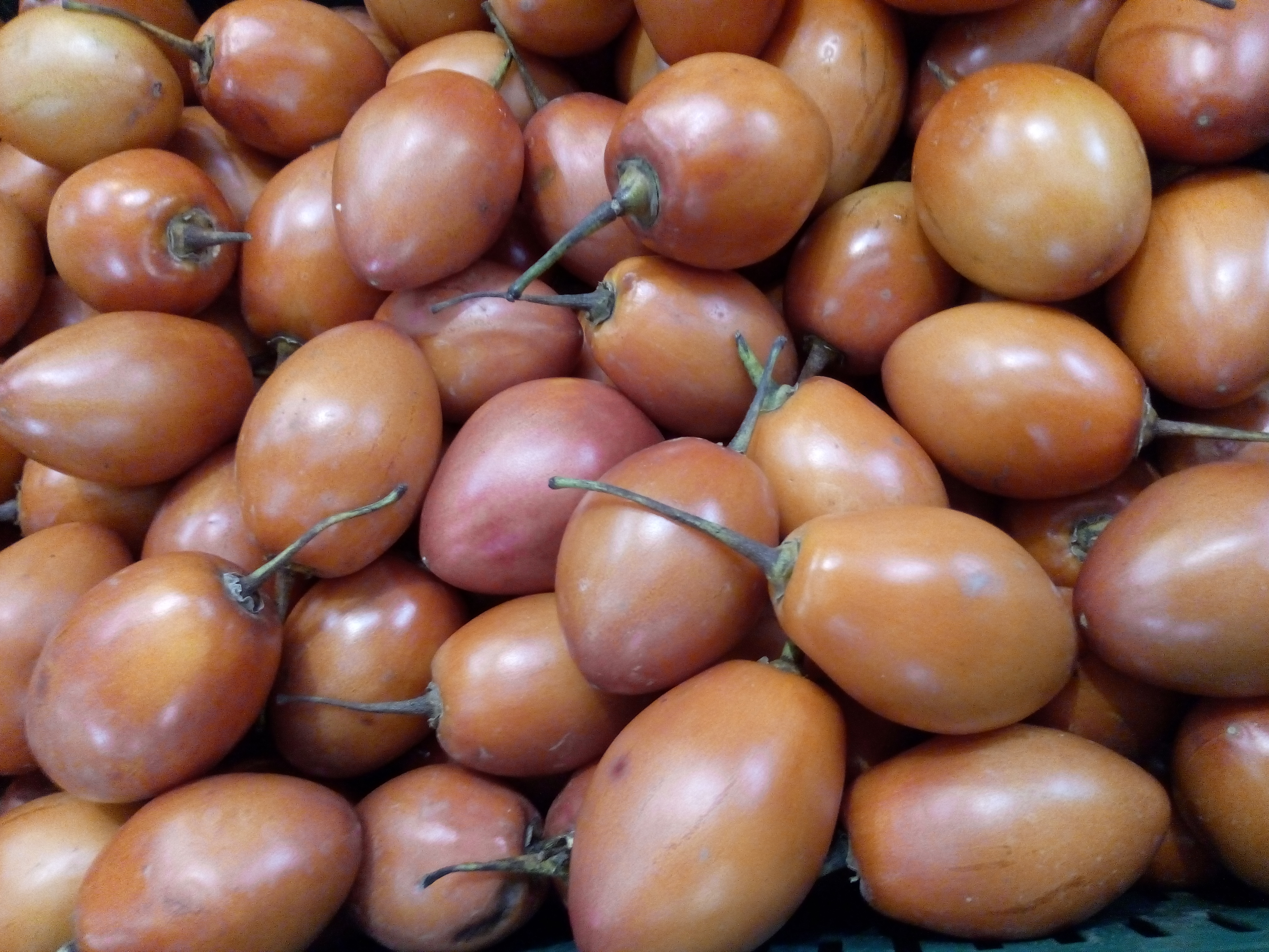 Tomate de árbol