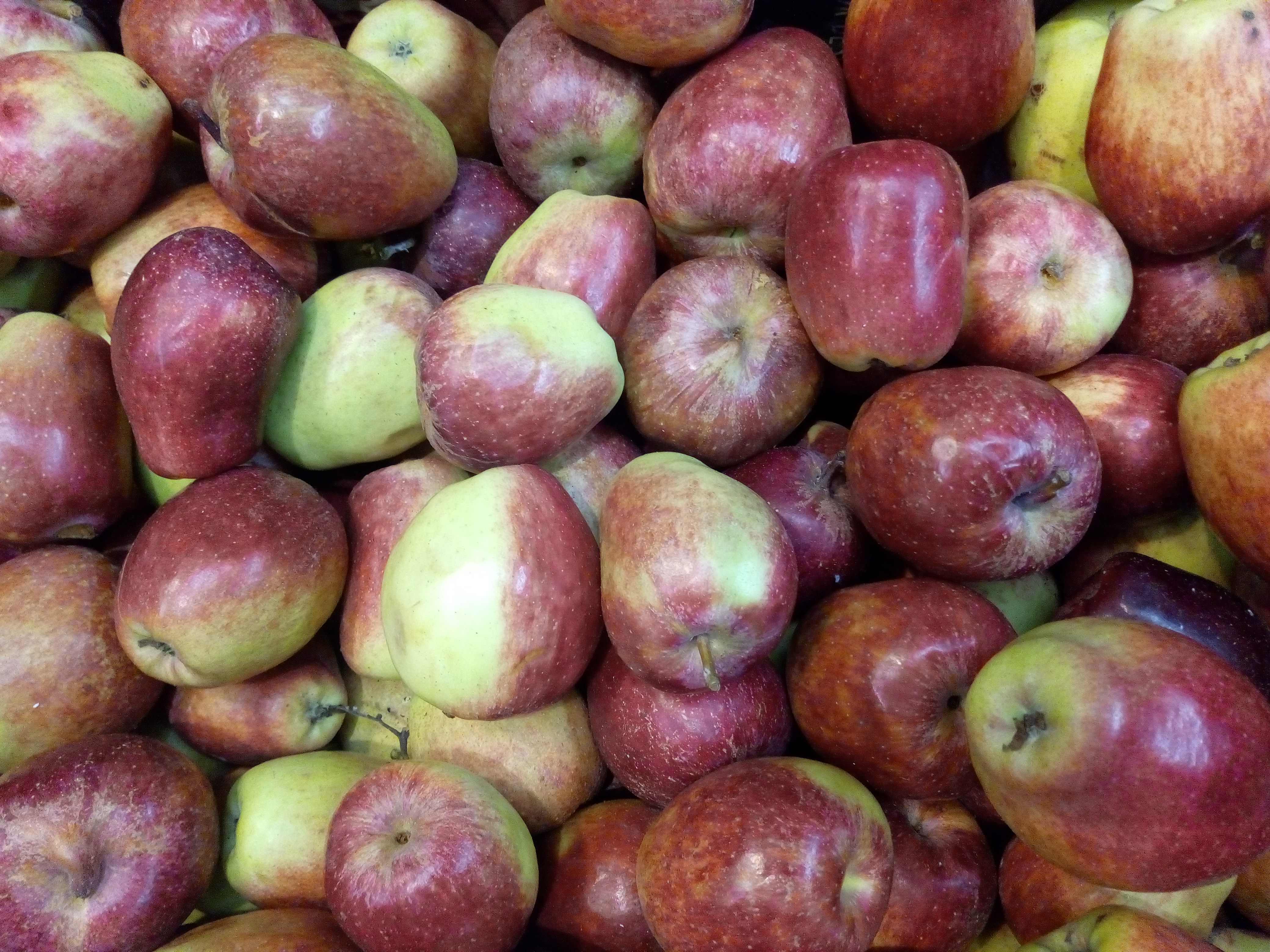 Manzana común