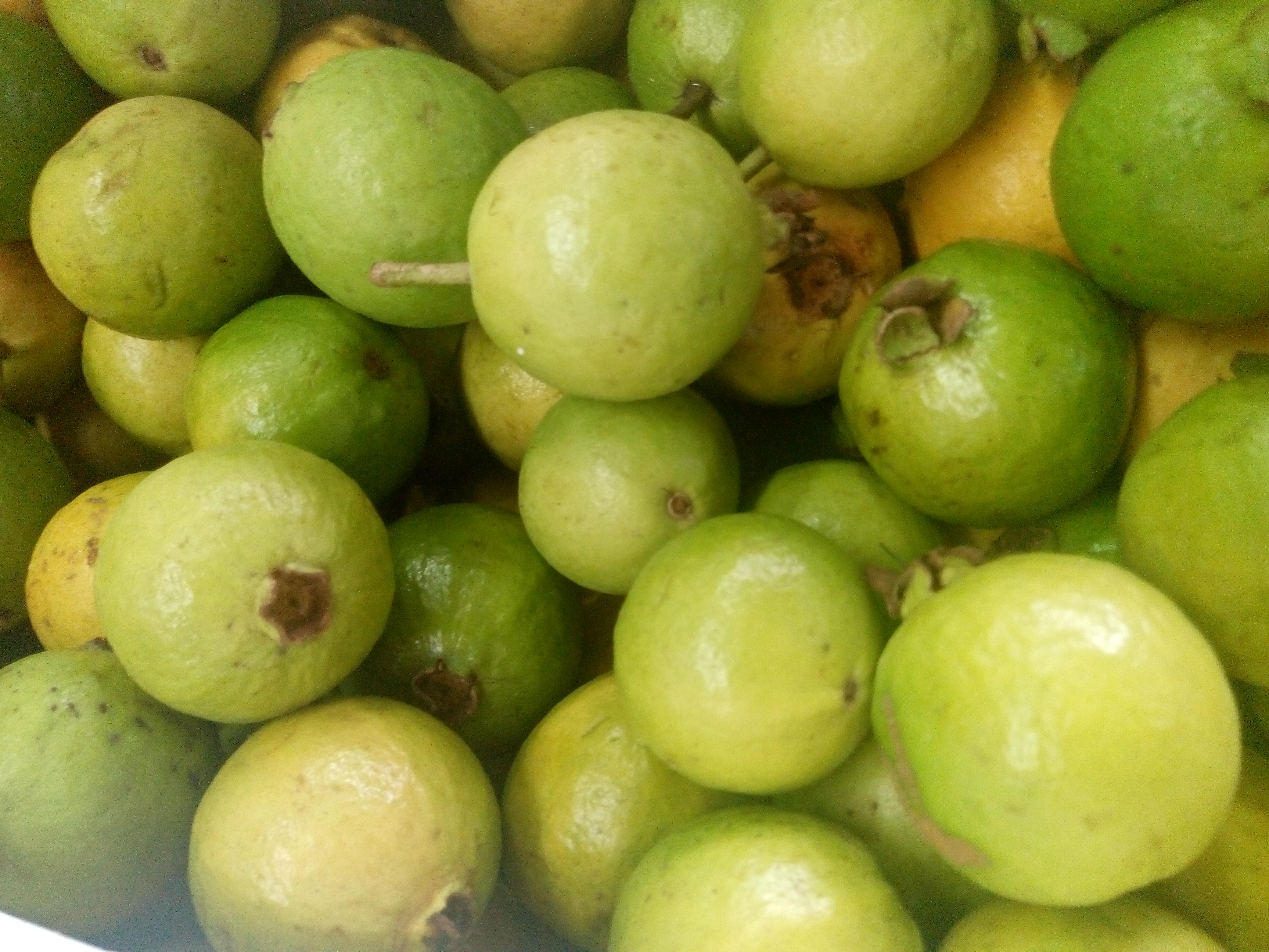 Guayaba común tecnificada pareja