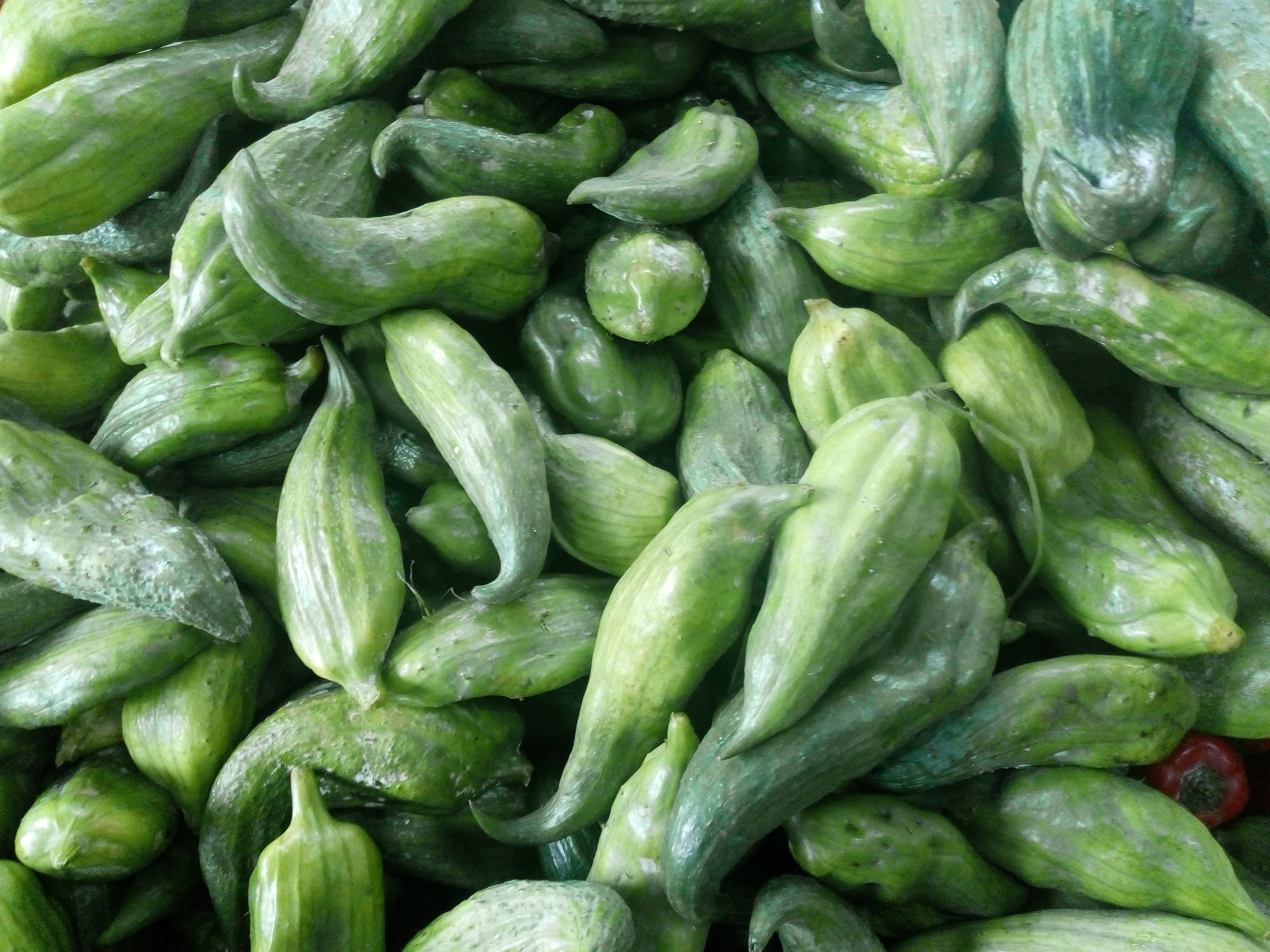 Pepino de guiso