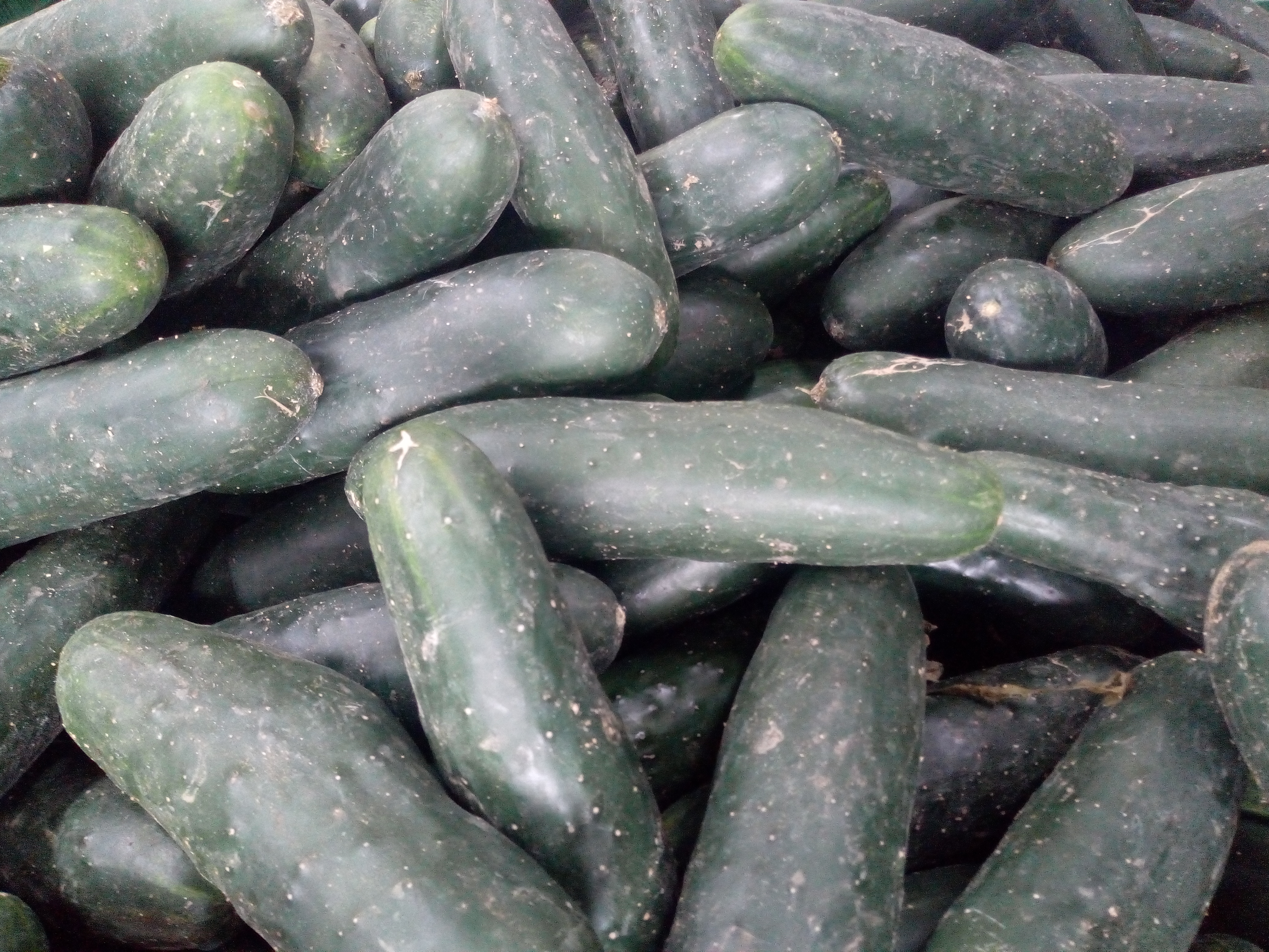 Pepino cohombro
