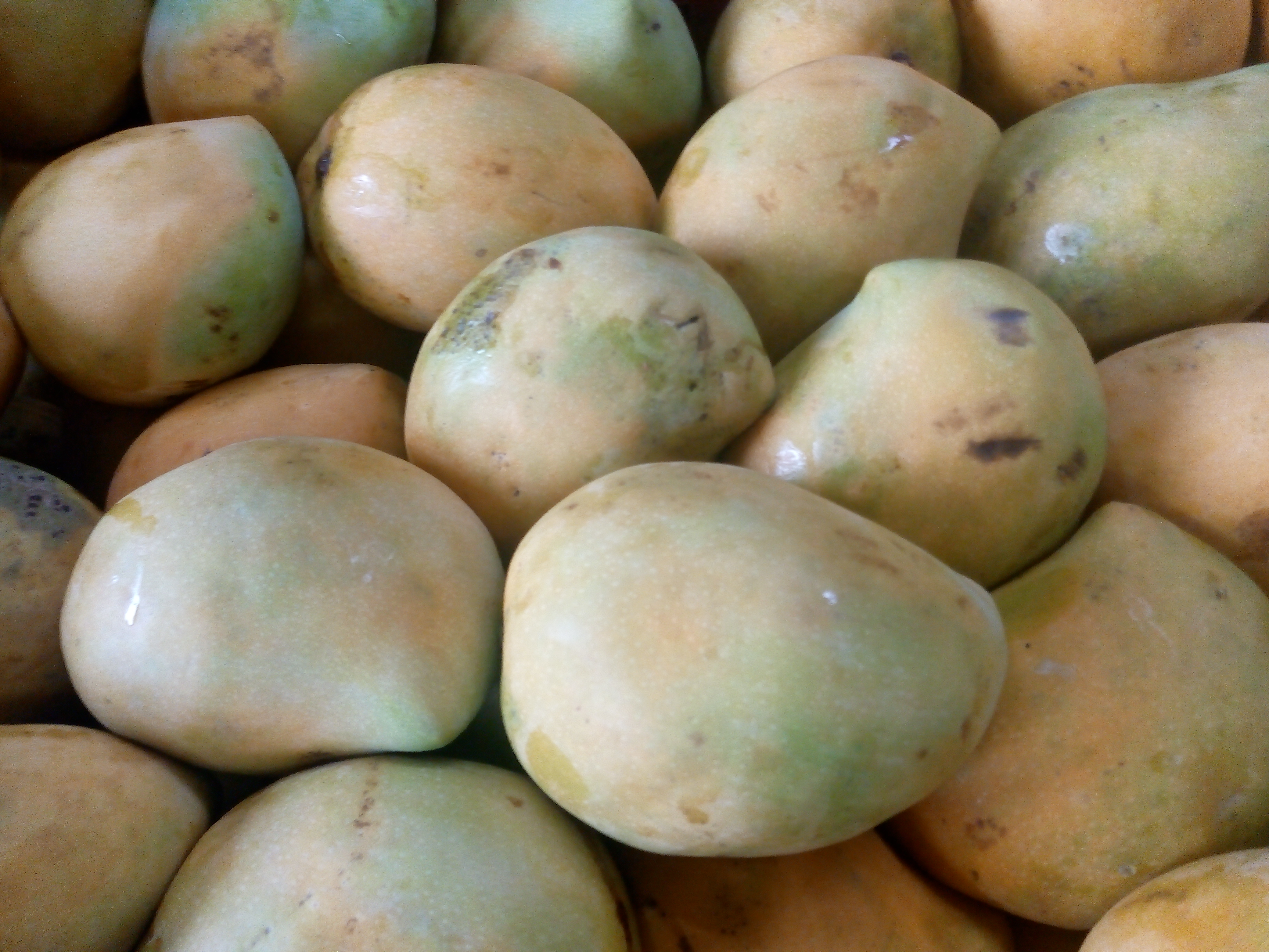 Mango yulima