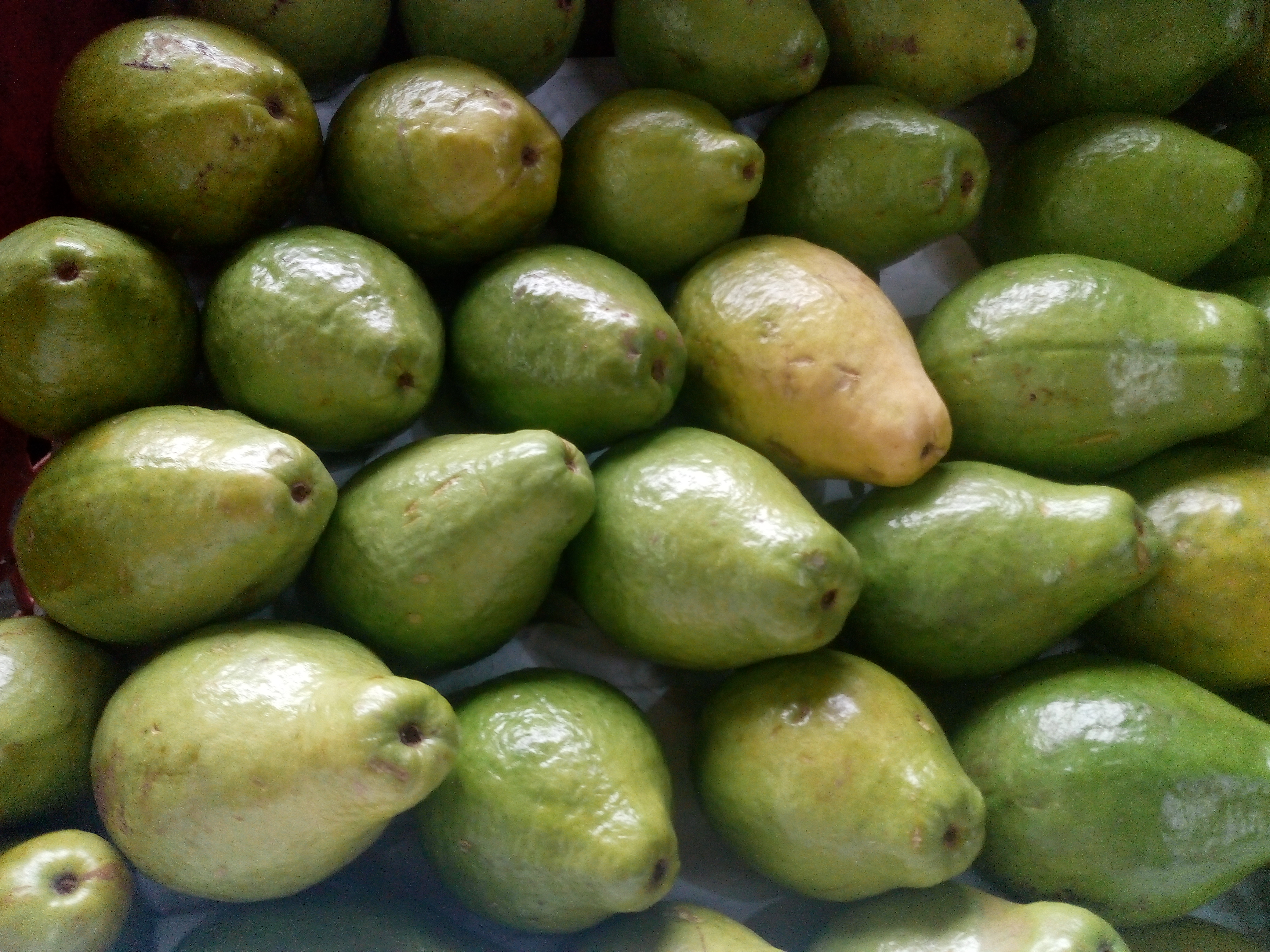 Guayaba pera