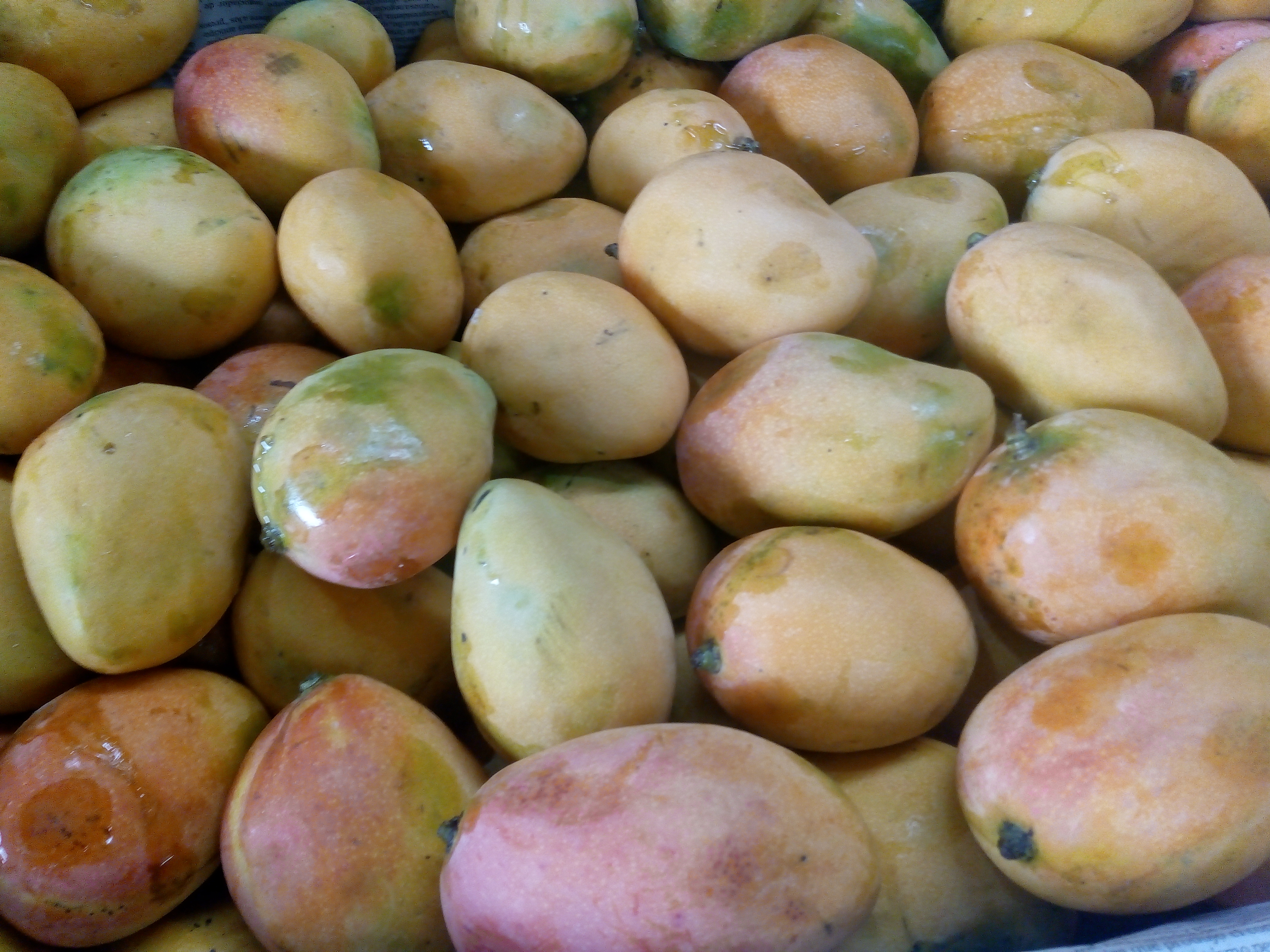 Mango común costeño