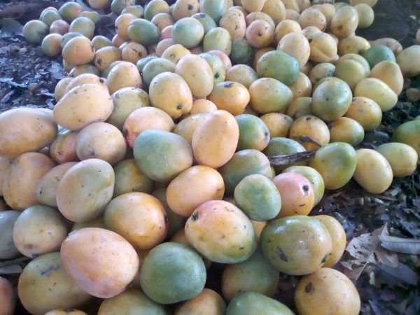 Mango de hilaza