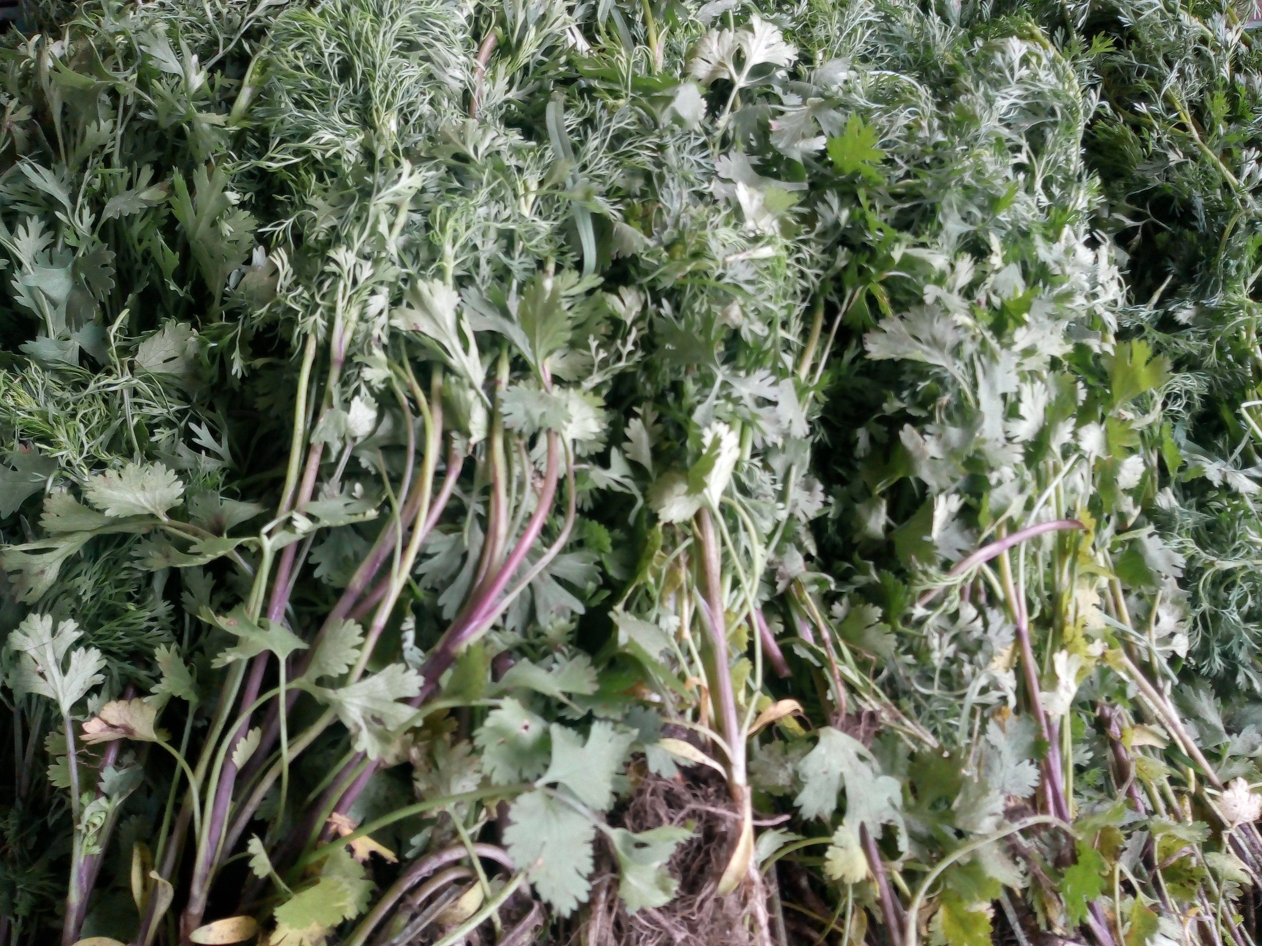 Cilantro