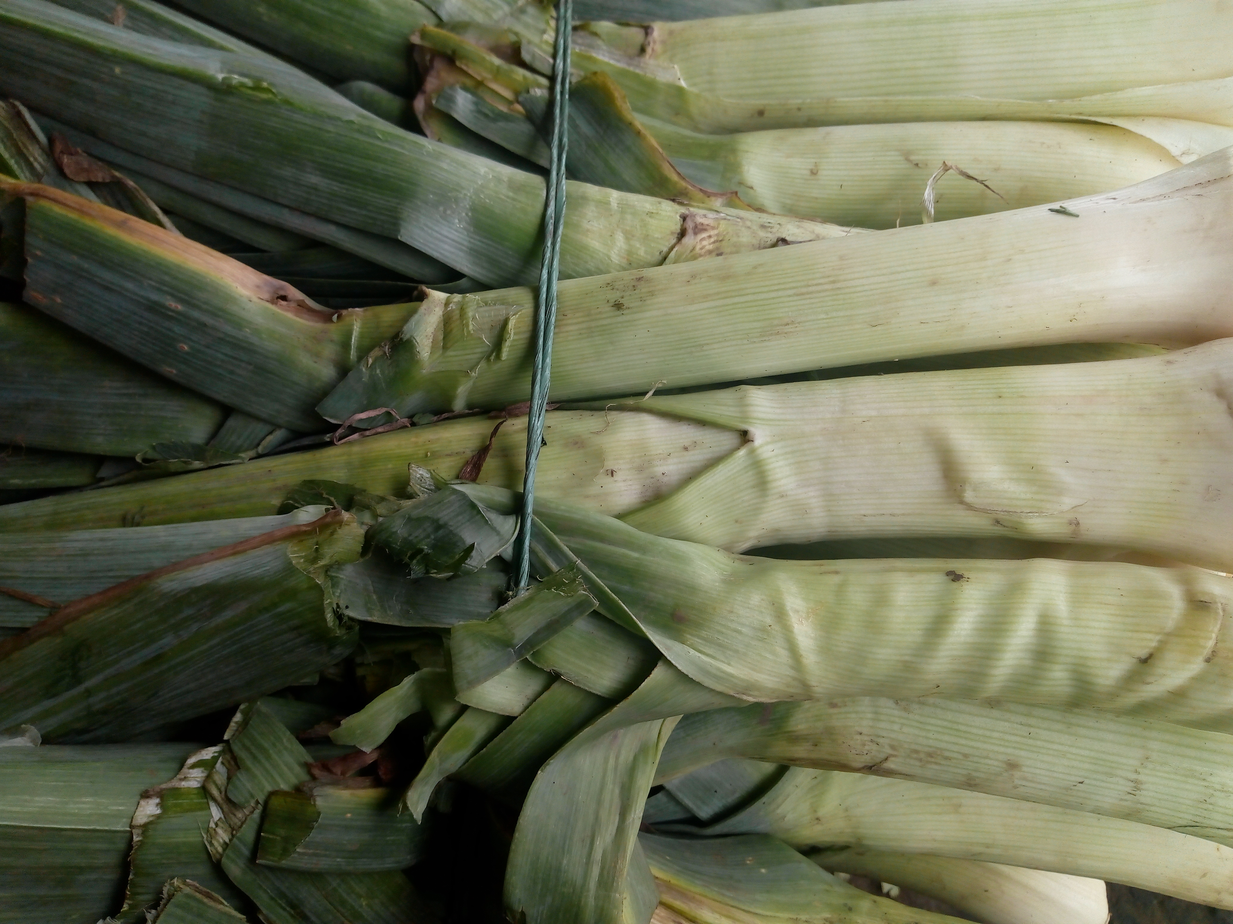 Cebolla puerro