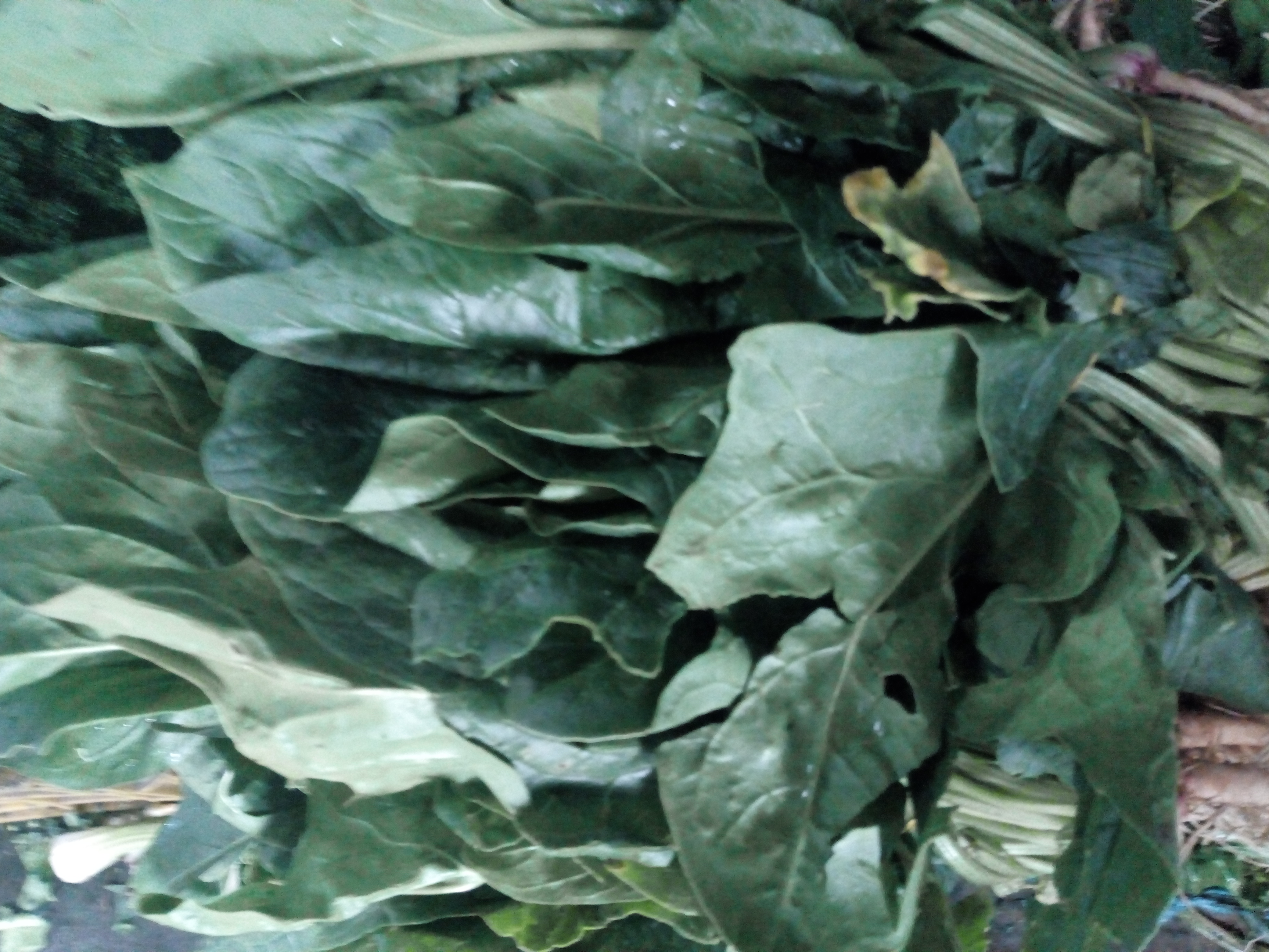 Espinaca