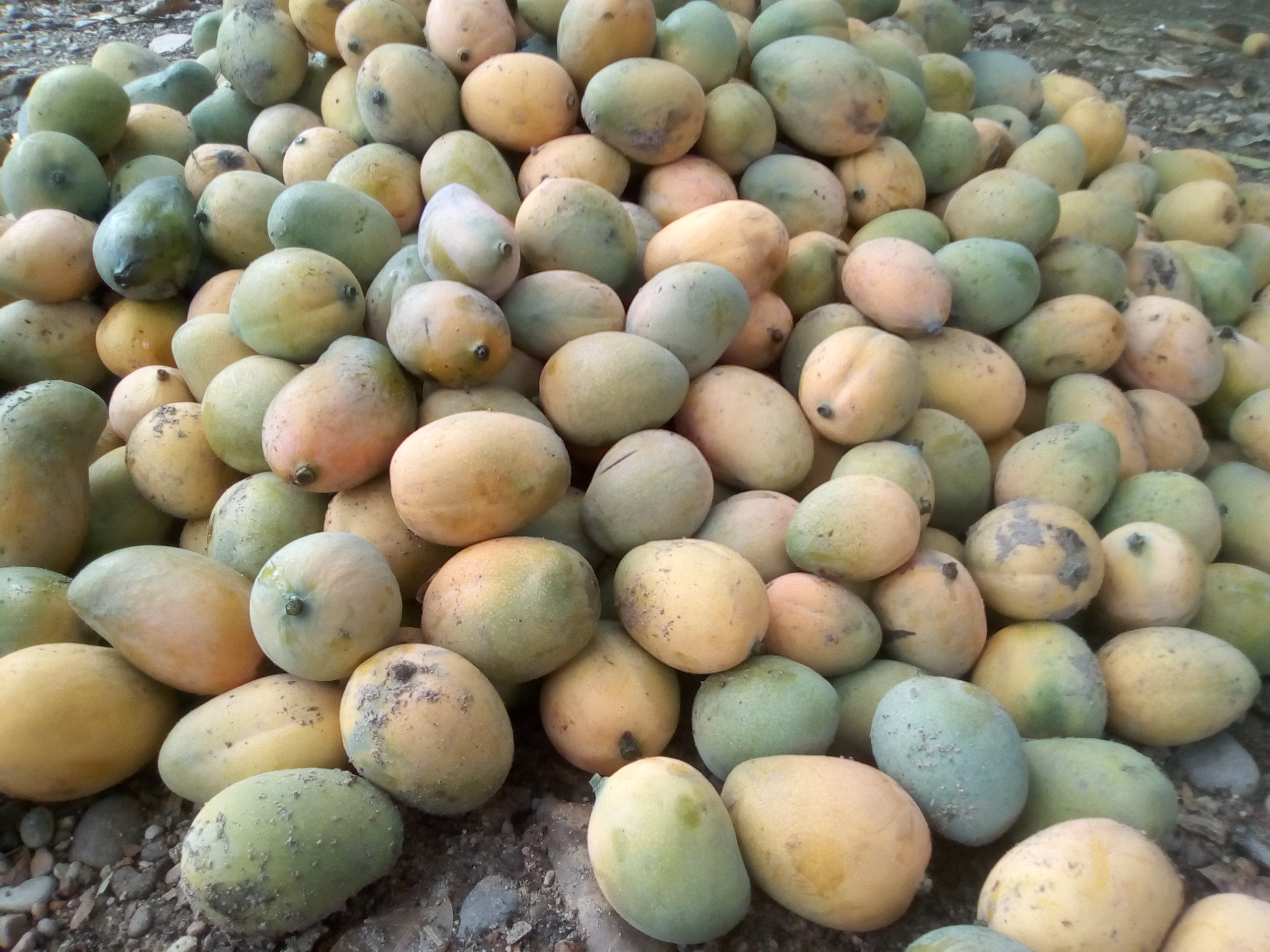 Mango de hilaza
