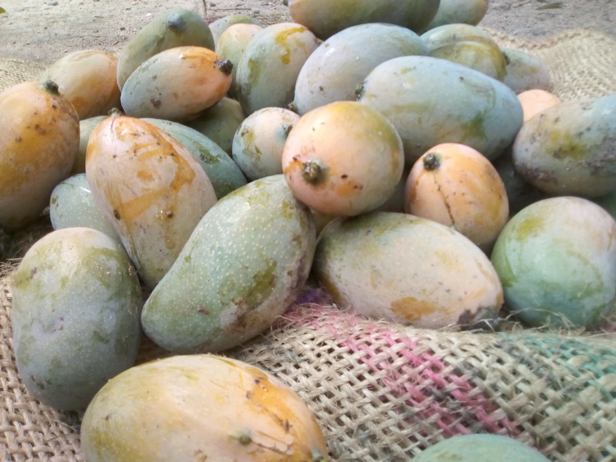 Mango bocado