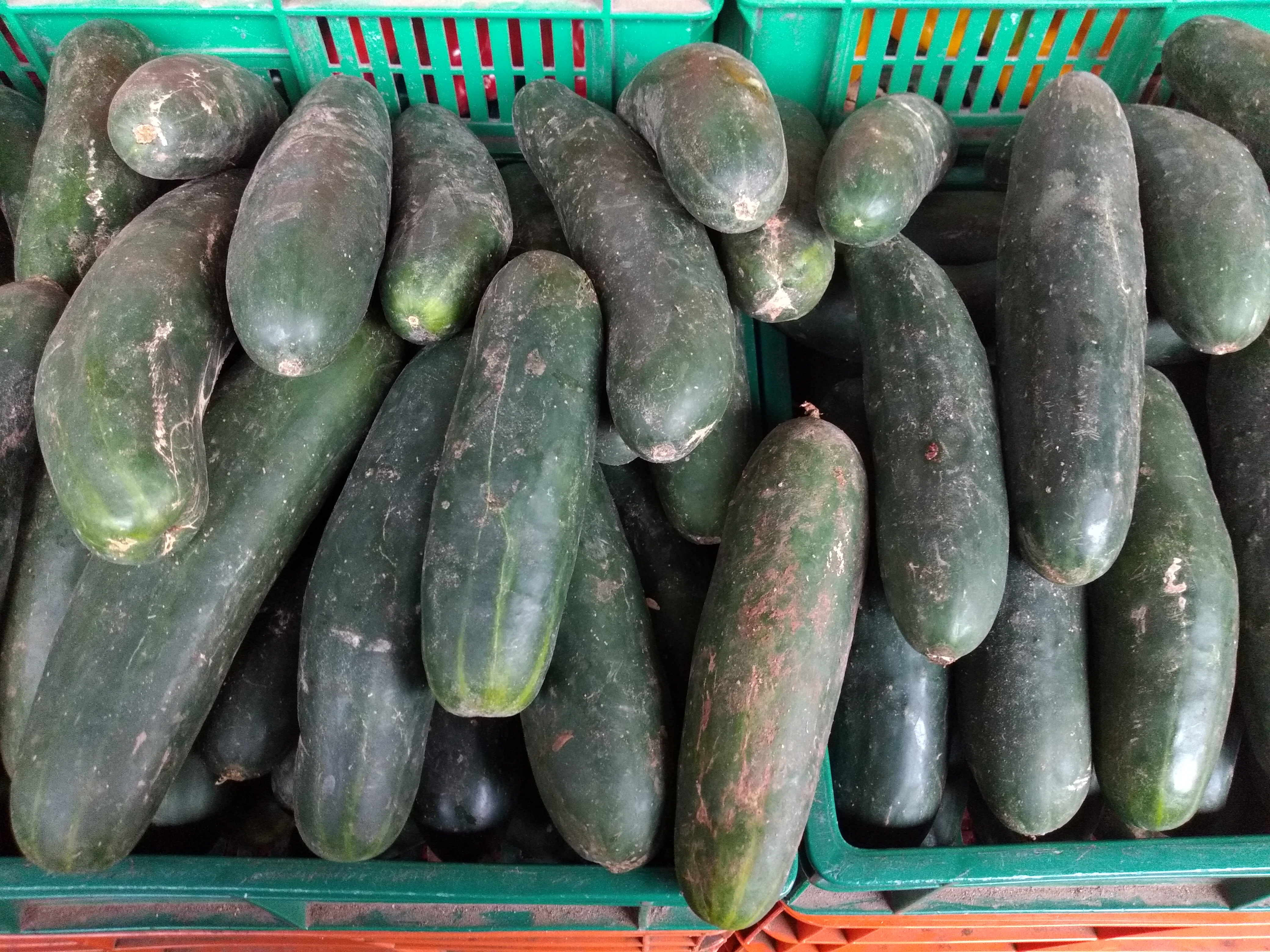 Pepino cohombro
