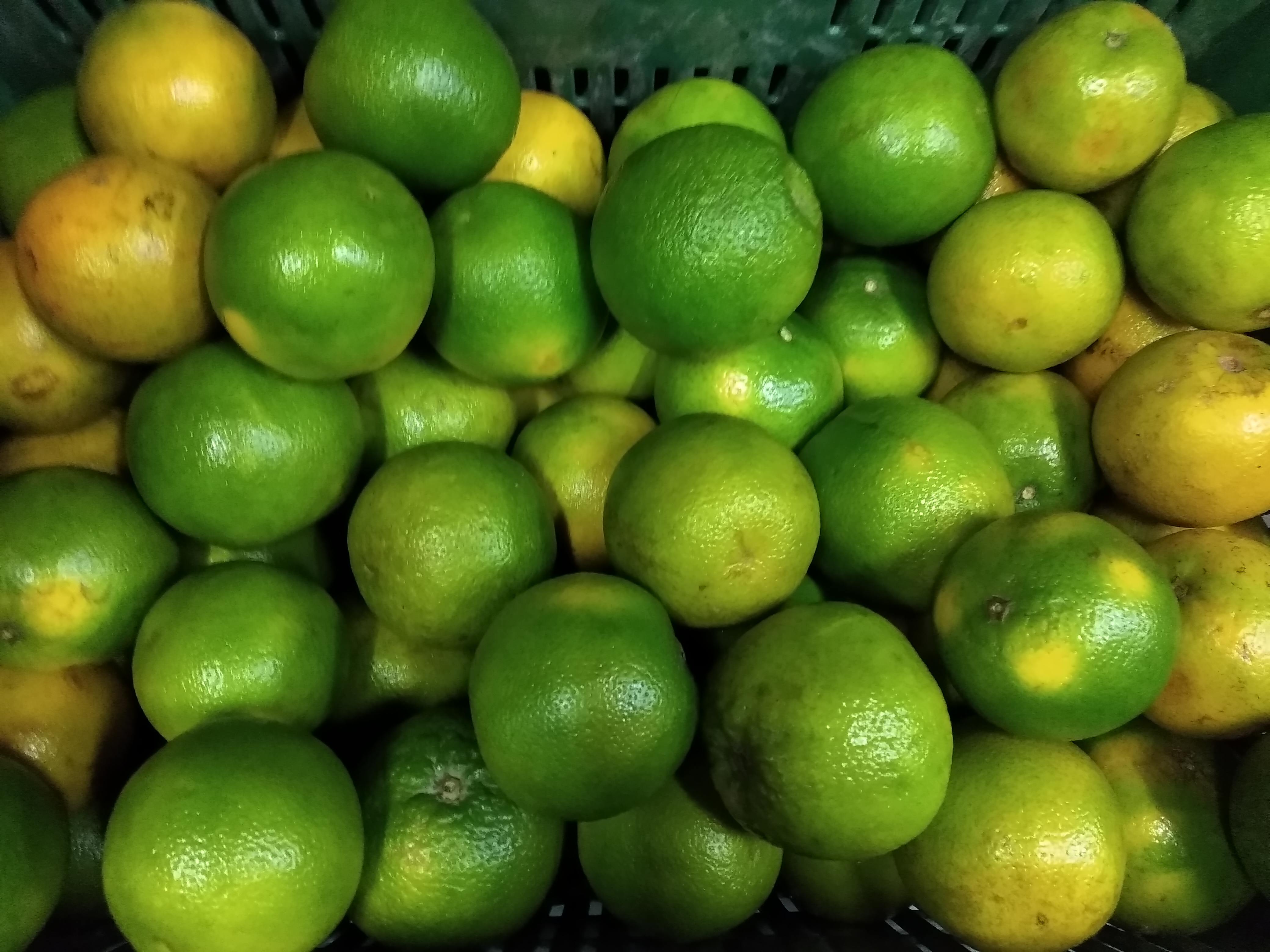 Naranja Valencia