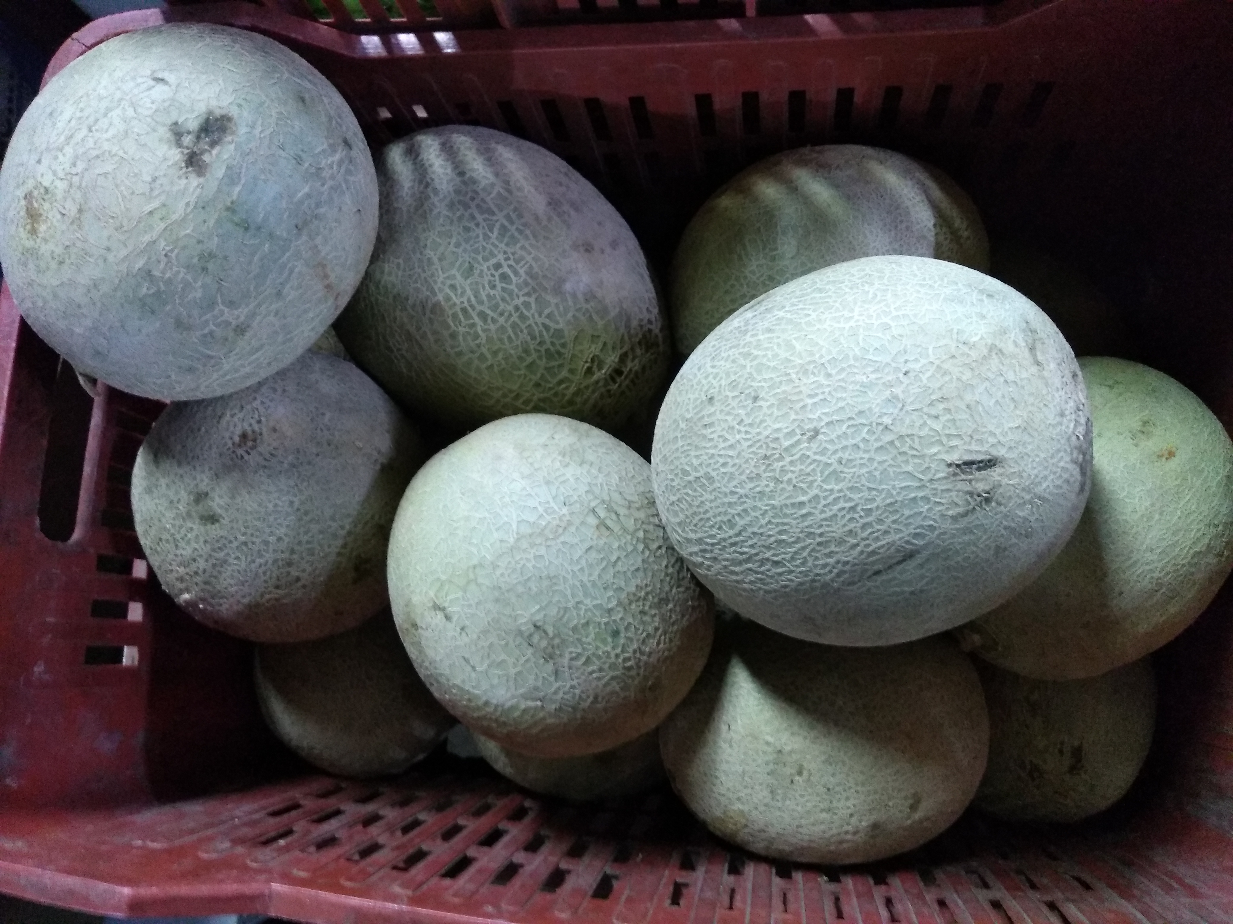 Melon