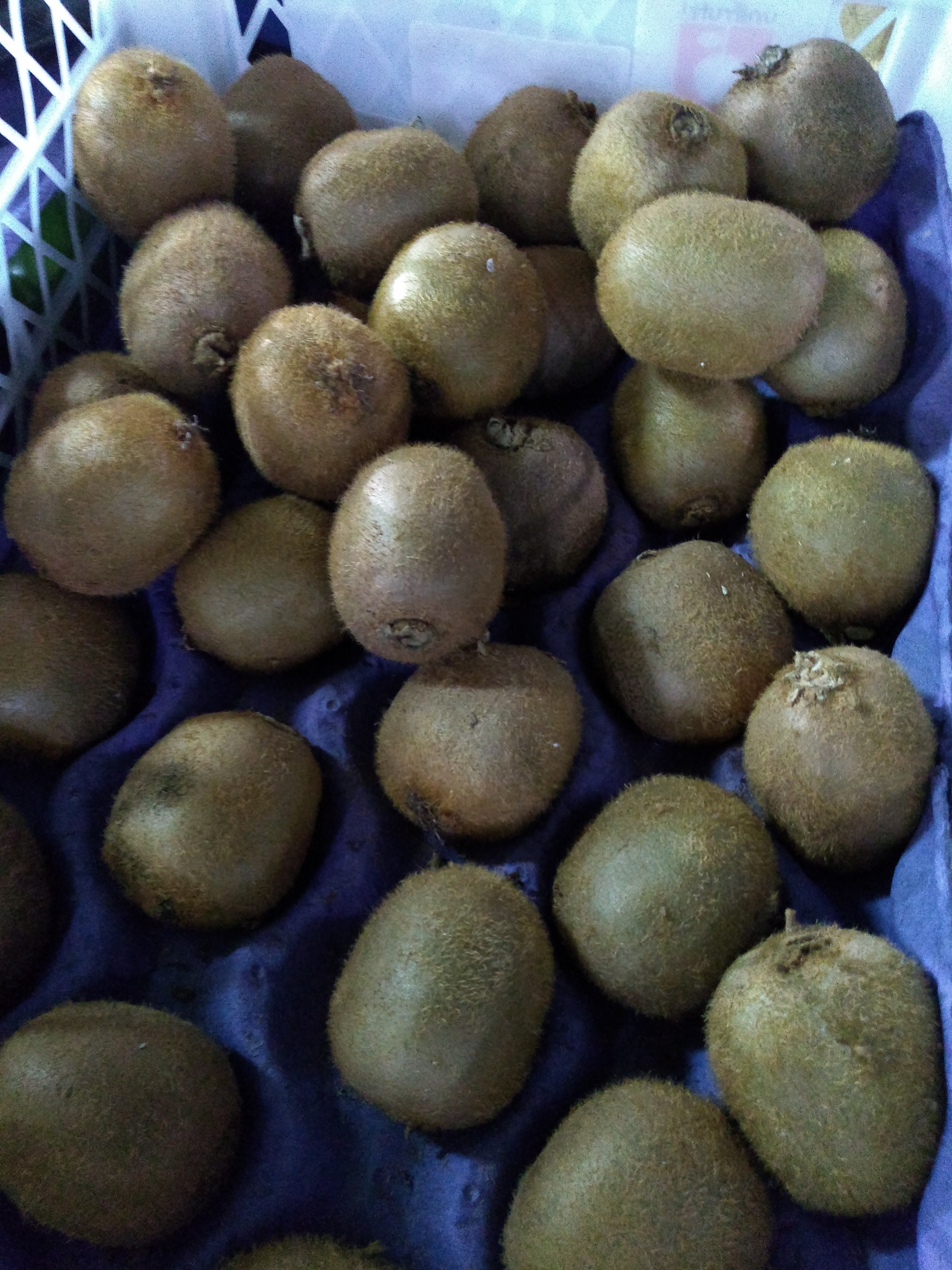 Kiwi