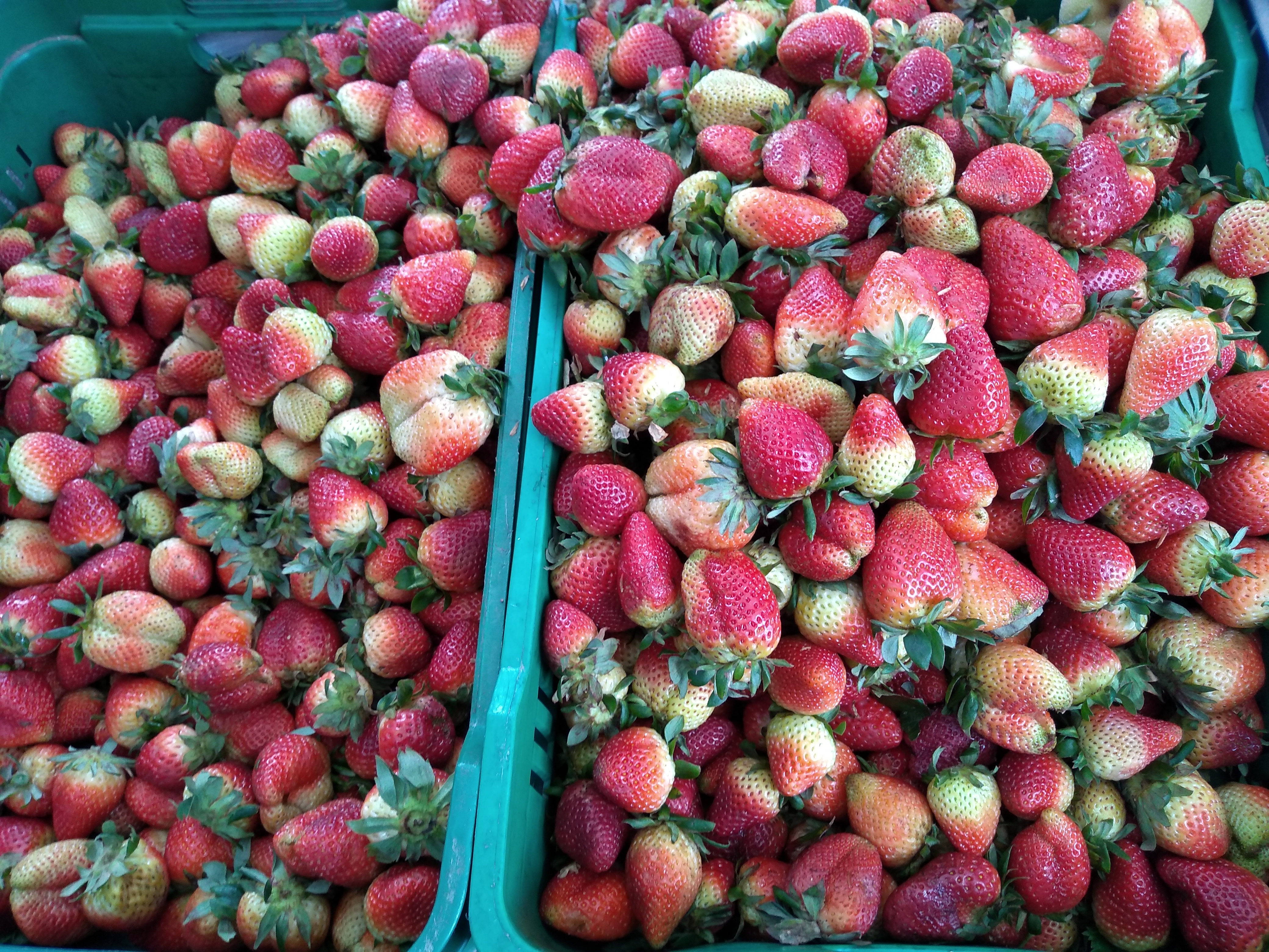 Fresas