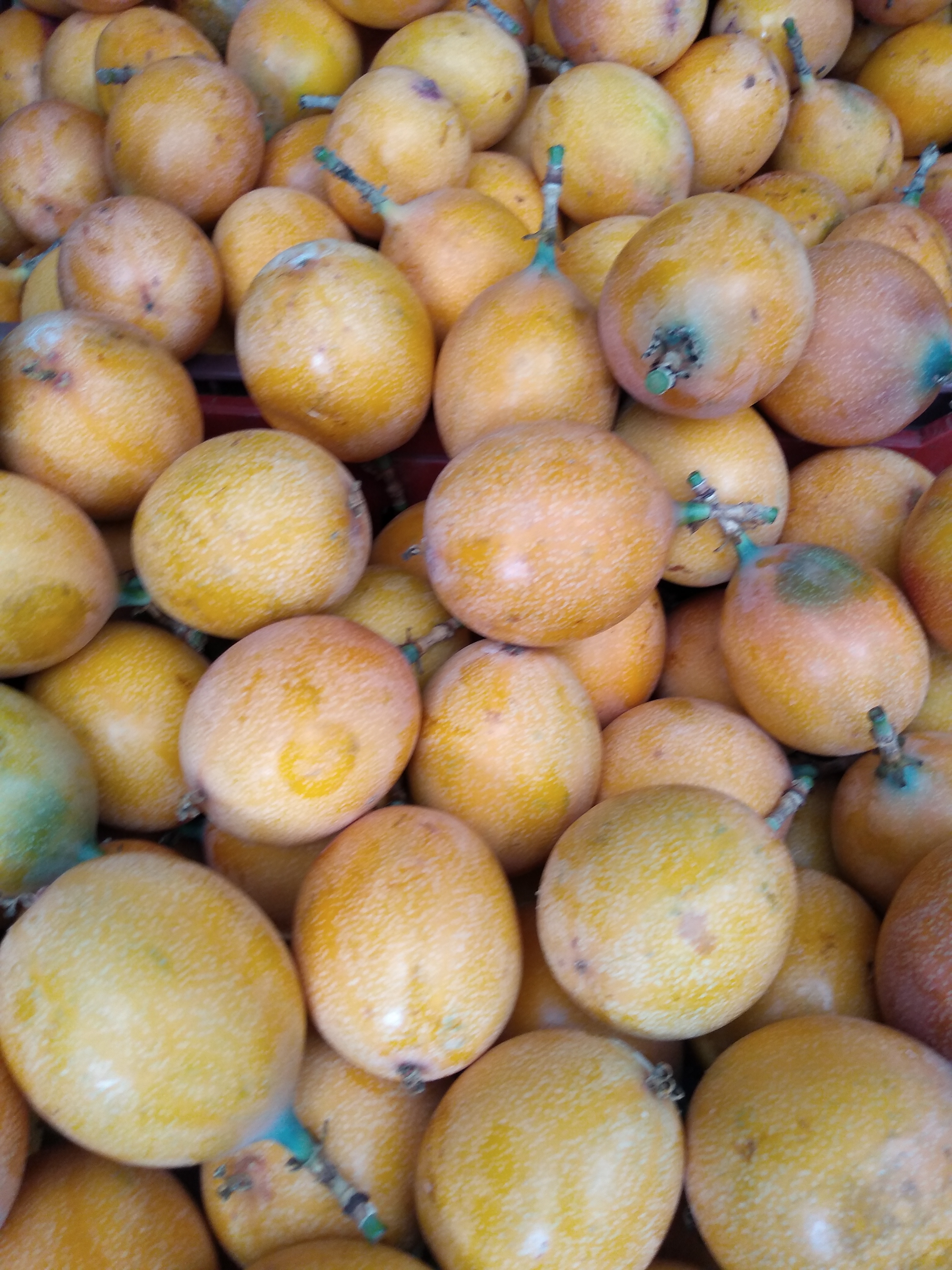 Granadilla