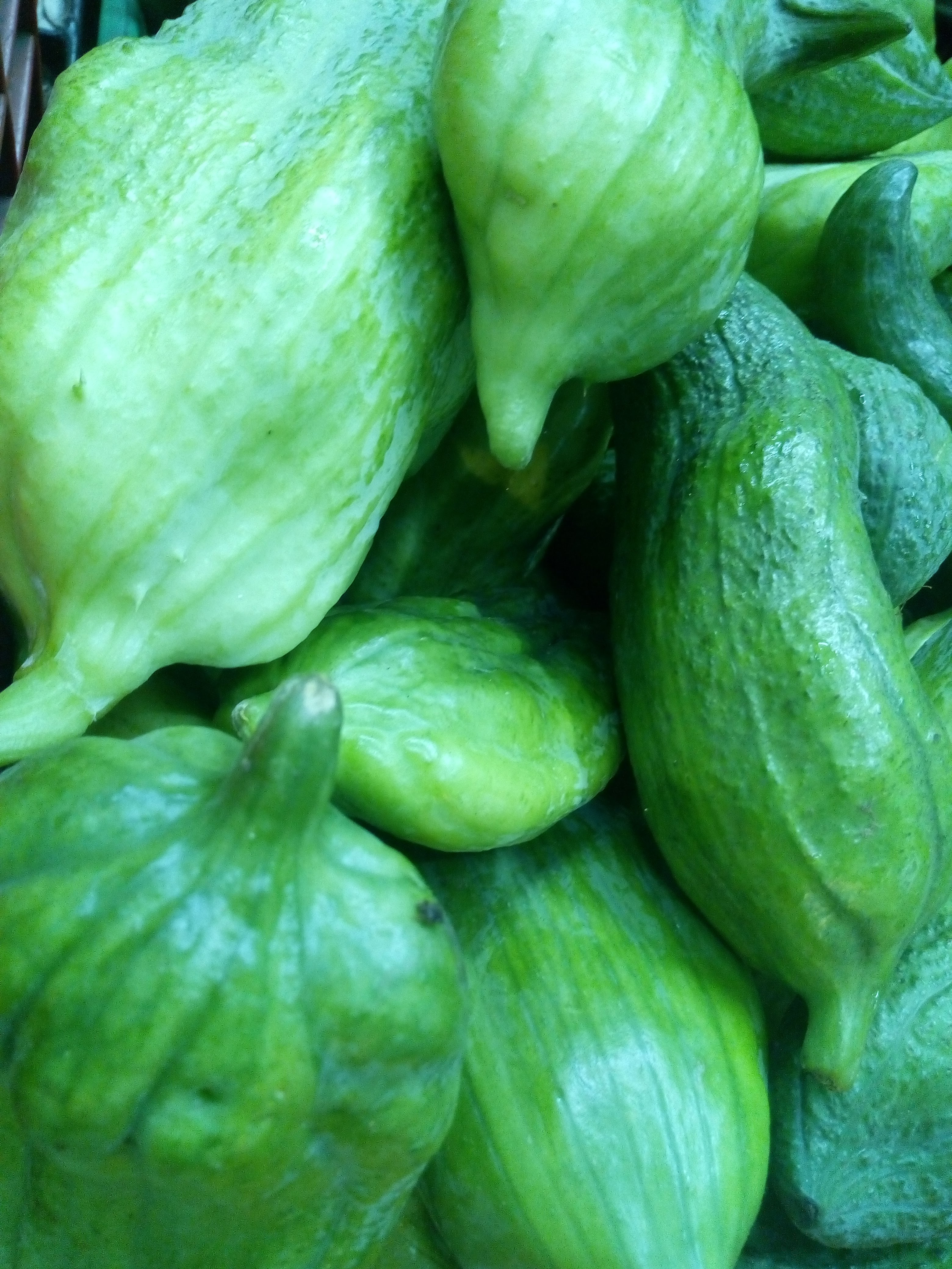 Pepino de guiso