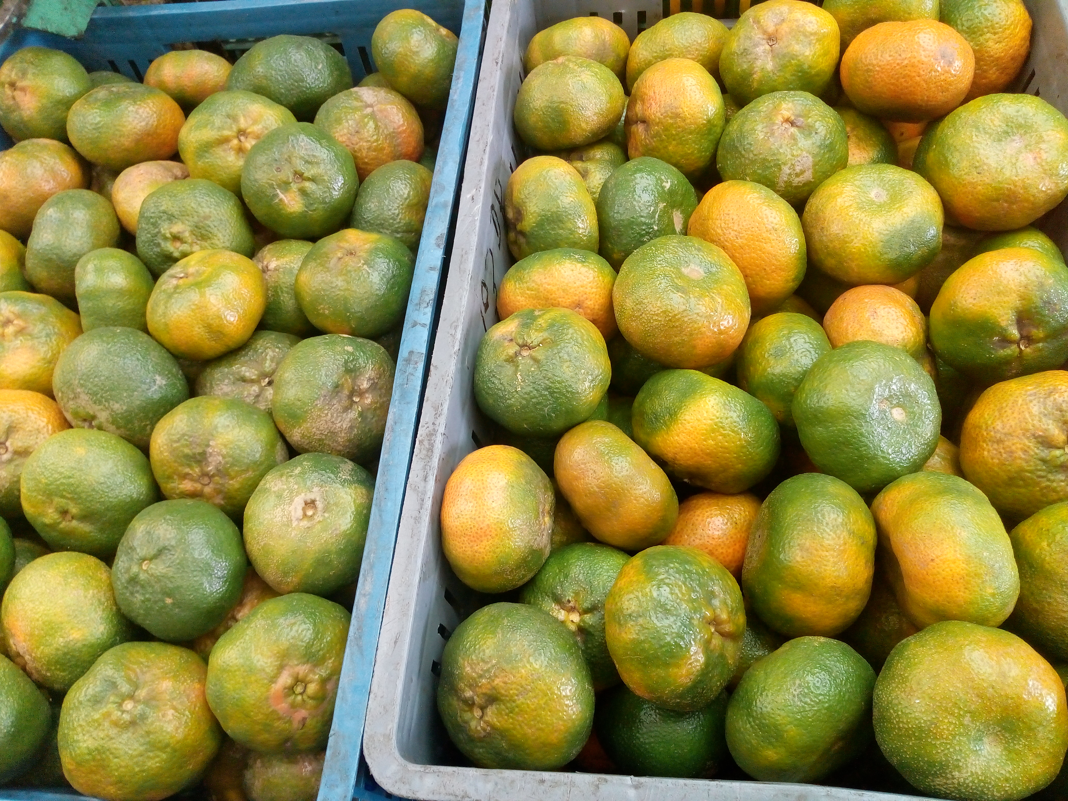 Mandarina arayana
