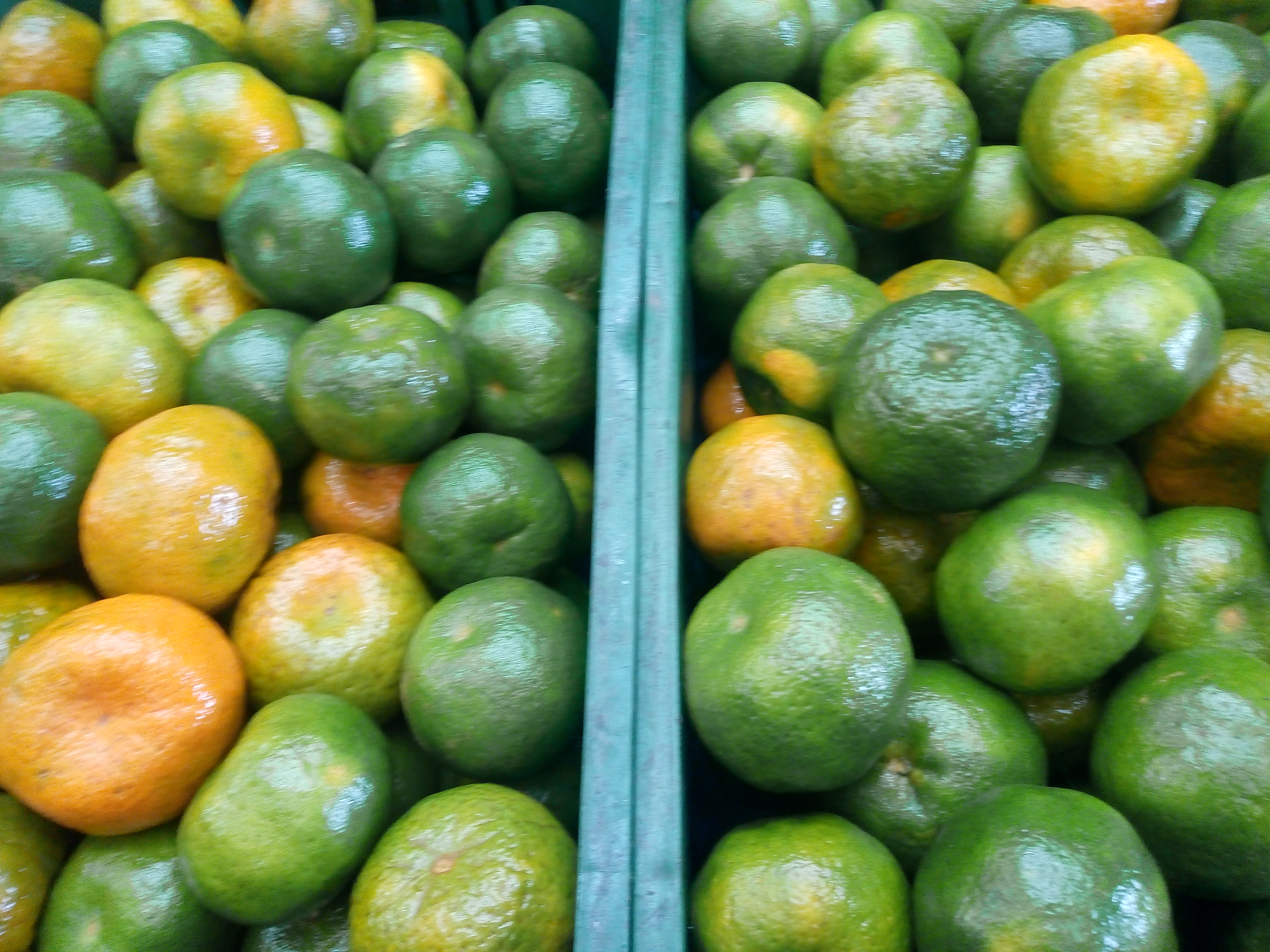 Mandarina oneco