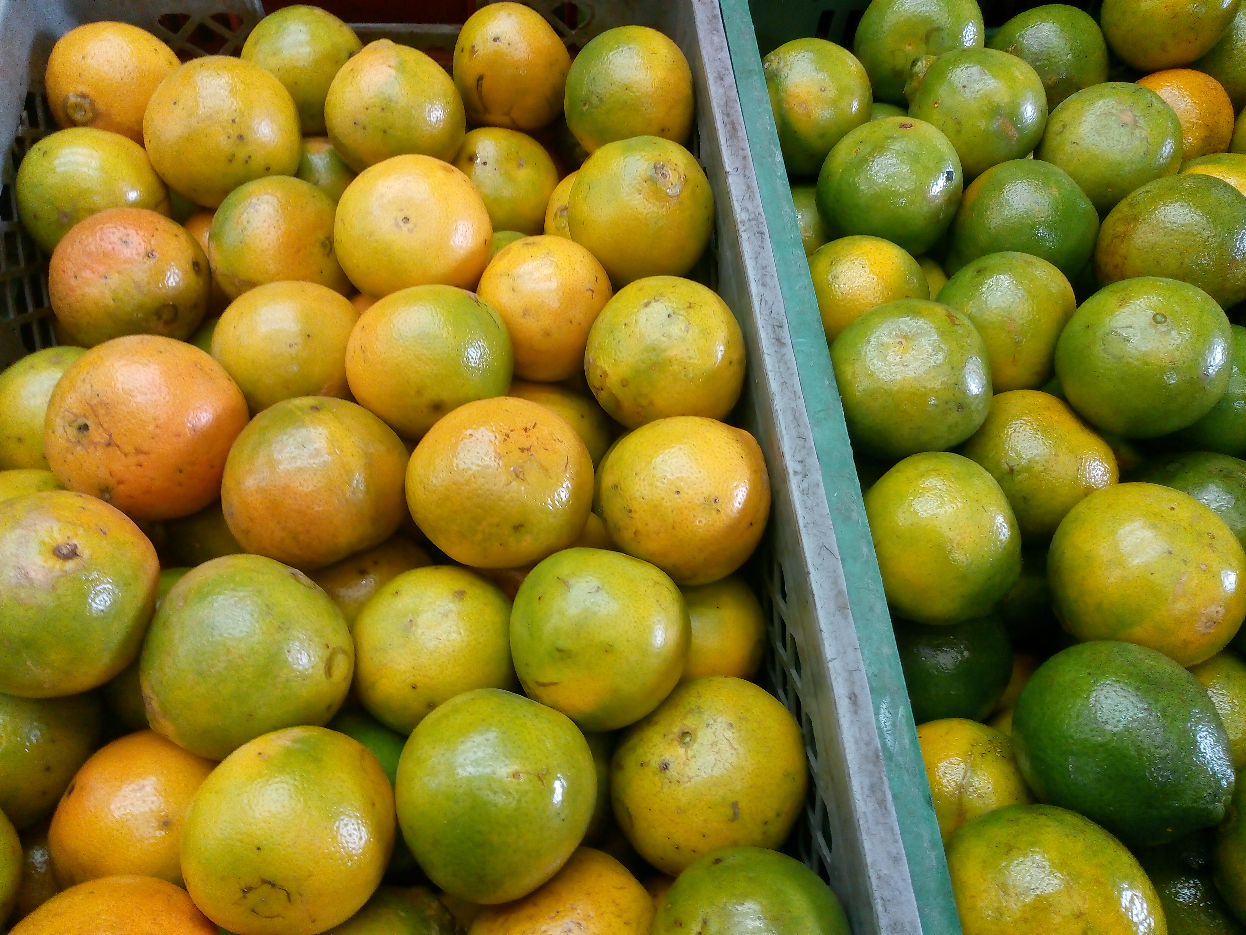 Naranja tangelo