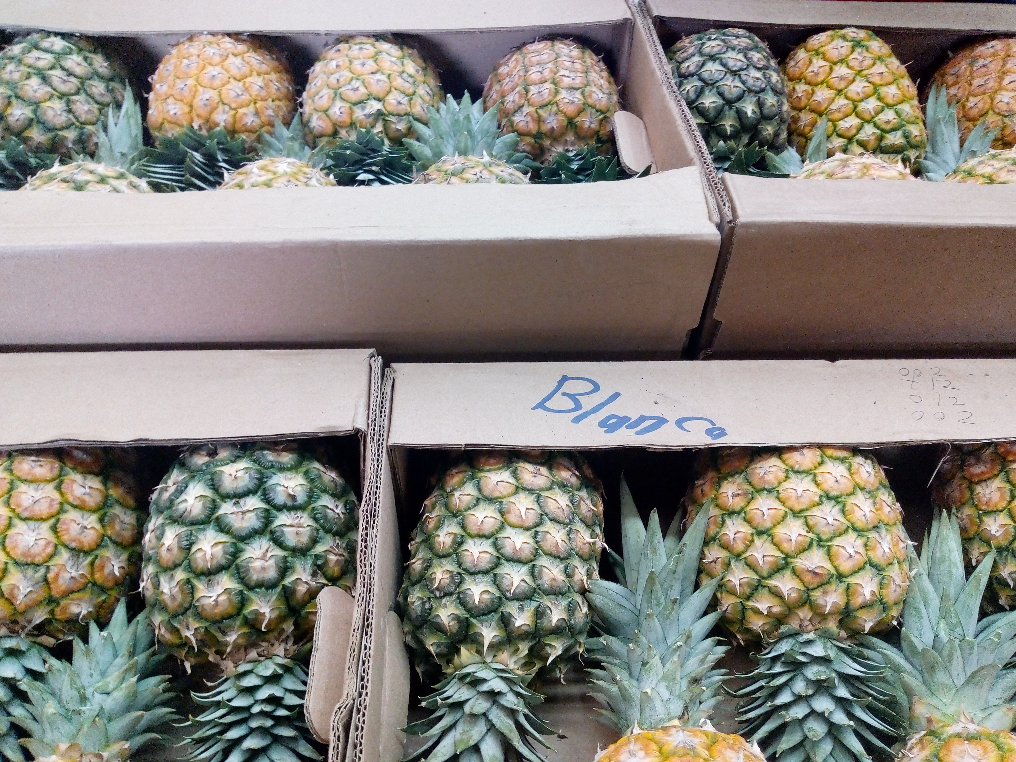 Piña Golden
