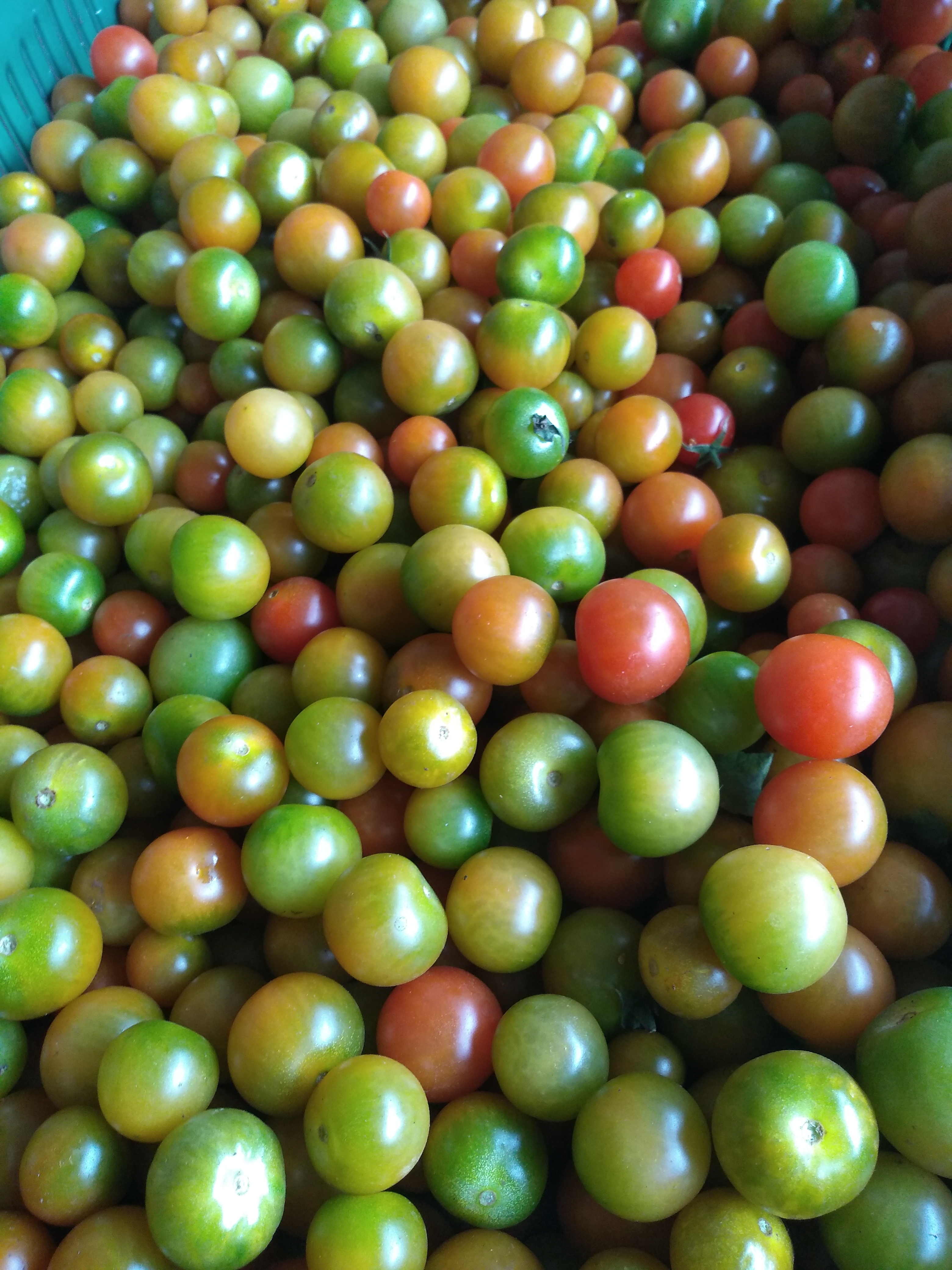 Tomate cherry