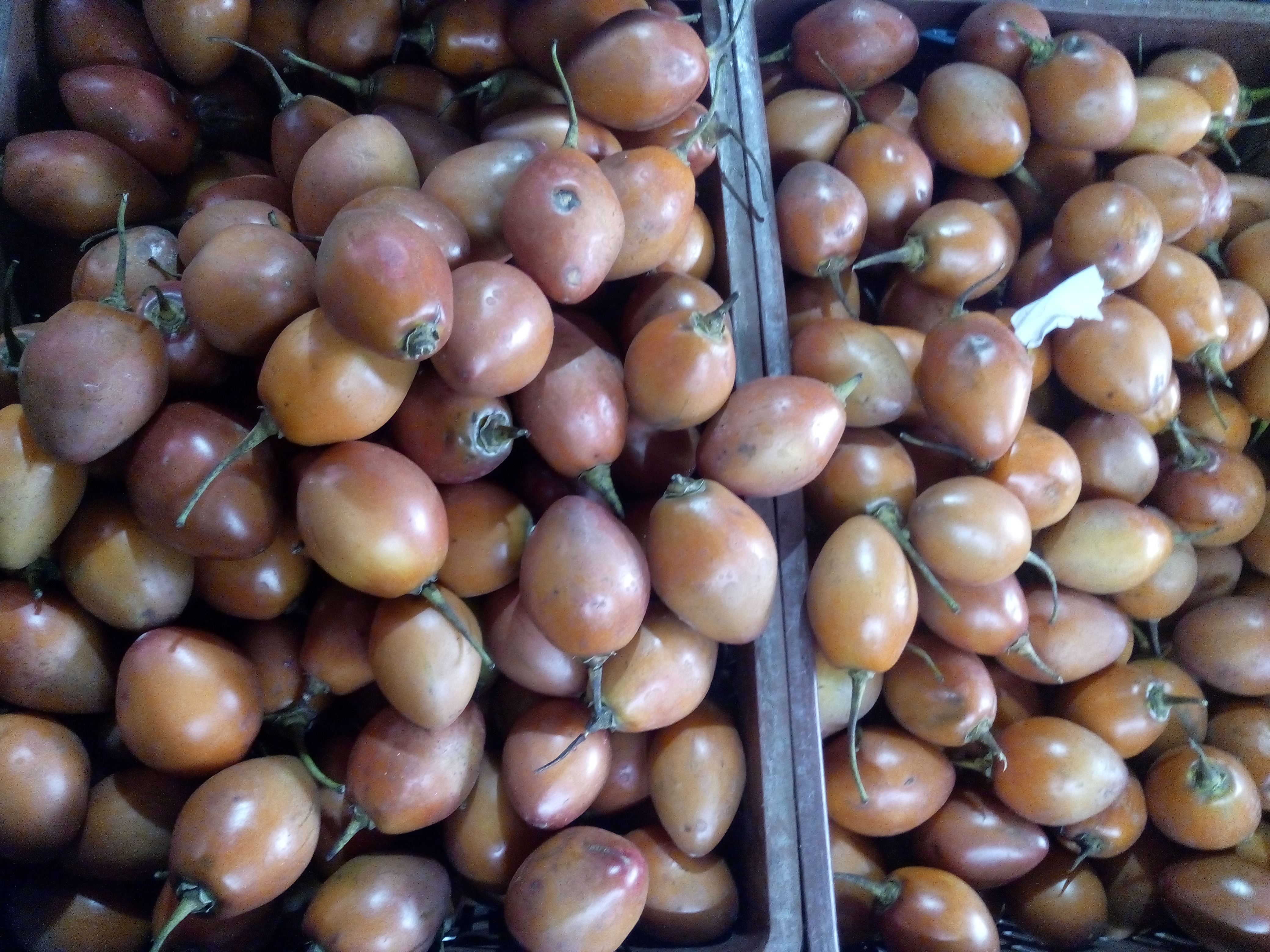 Tomate de árbol