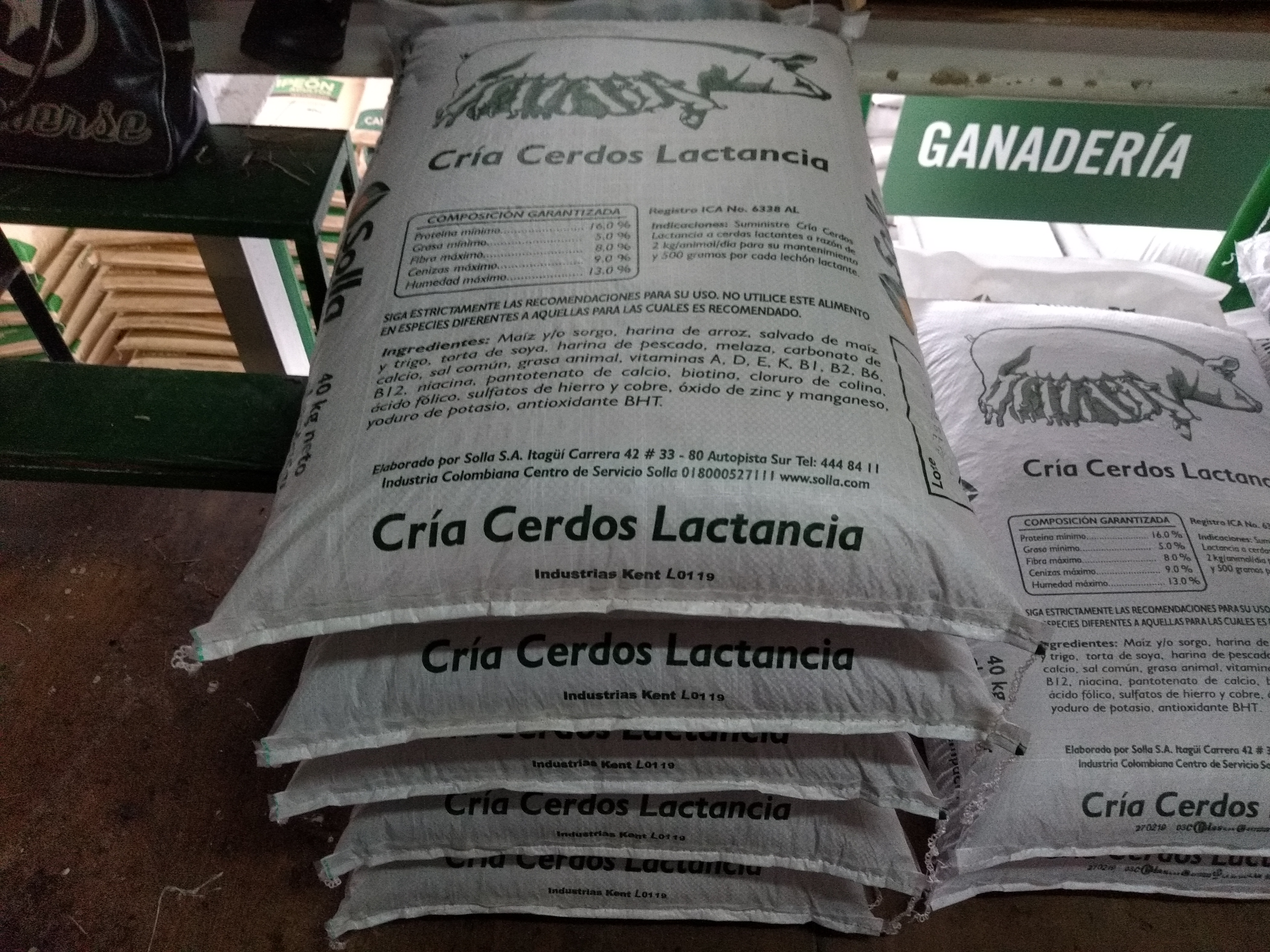 Cría de cerdos lactancia