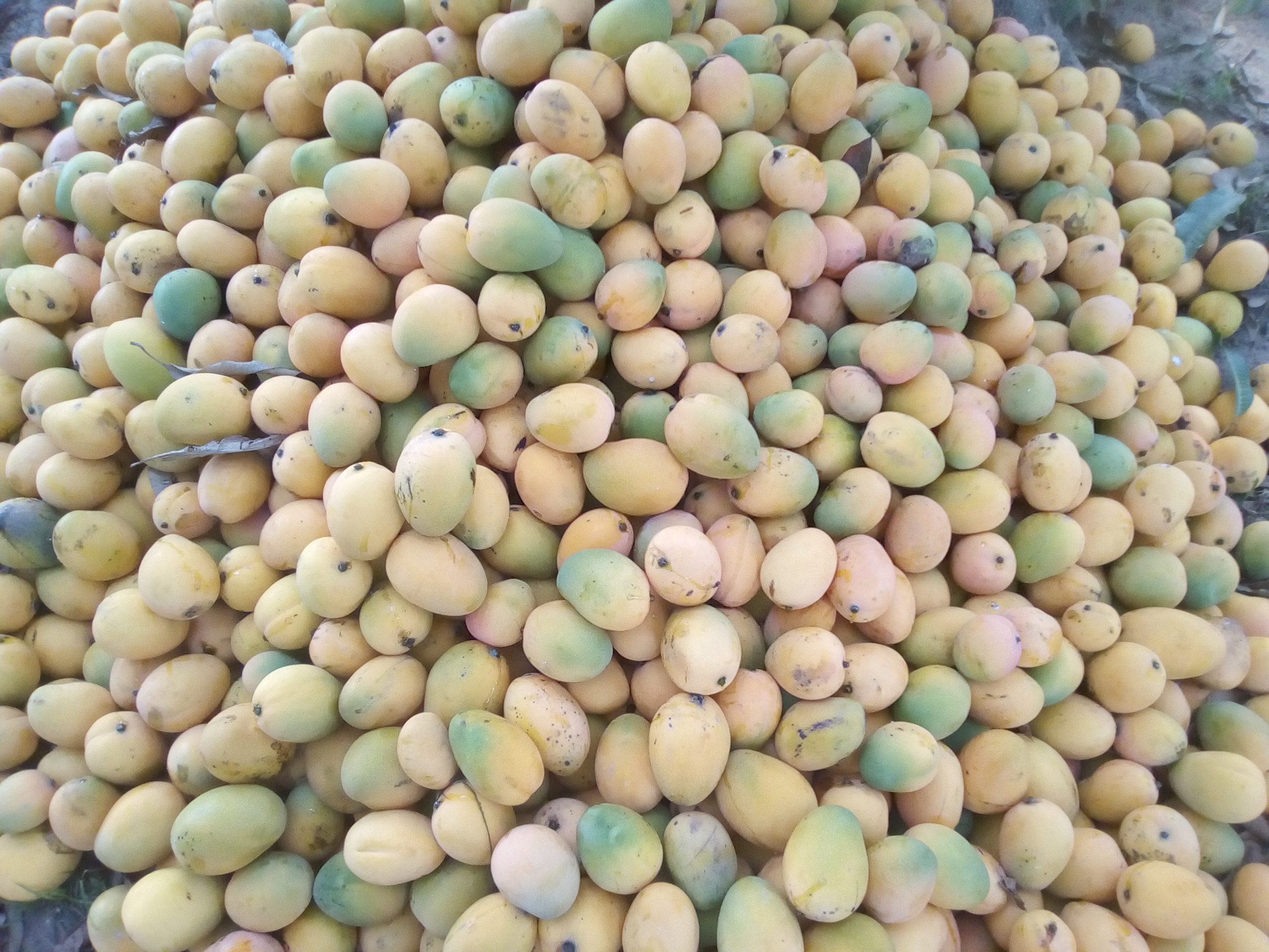 Mango de hilaza