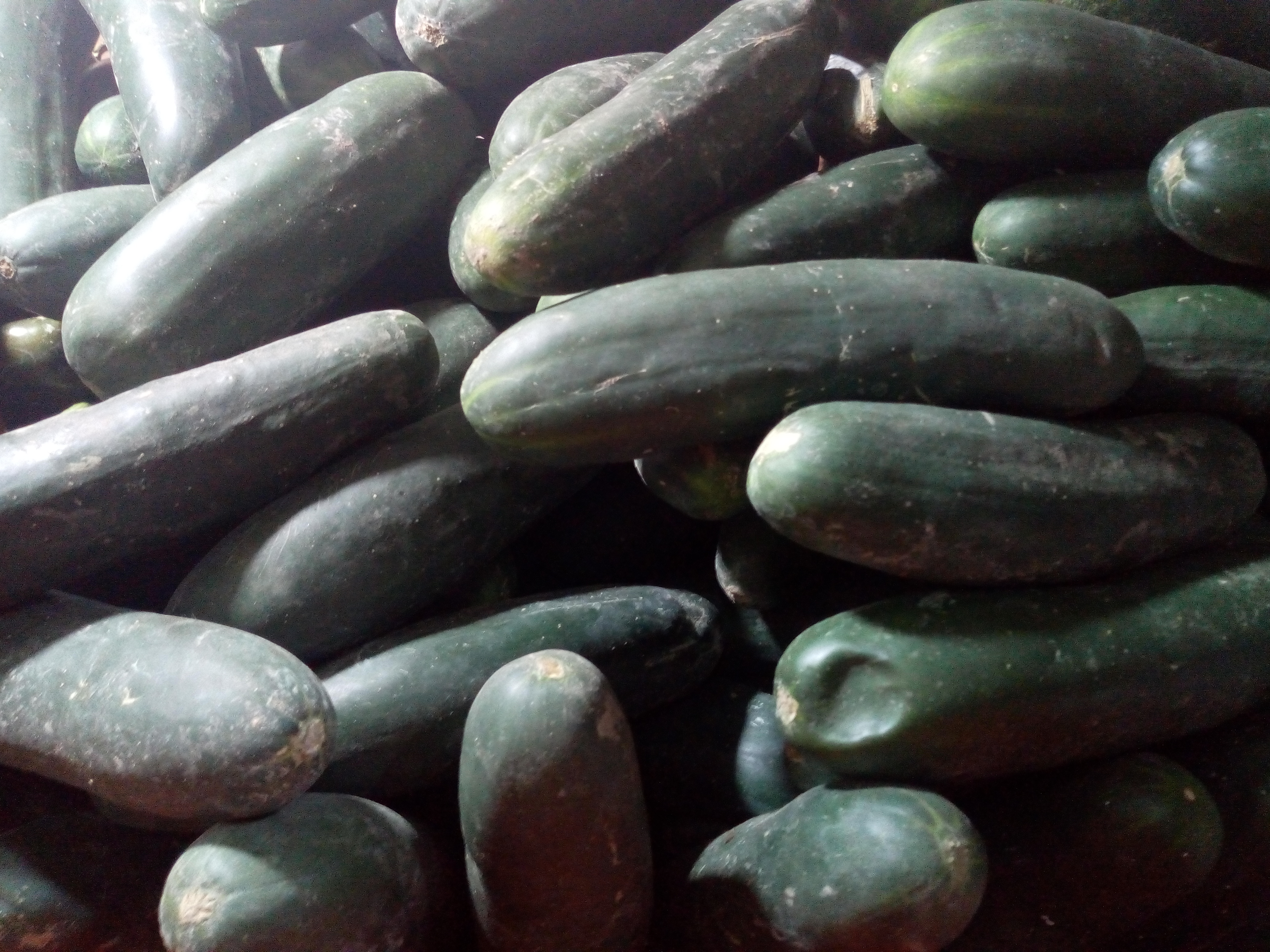 Pepino cohombro
