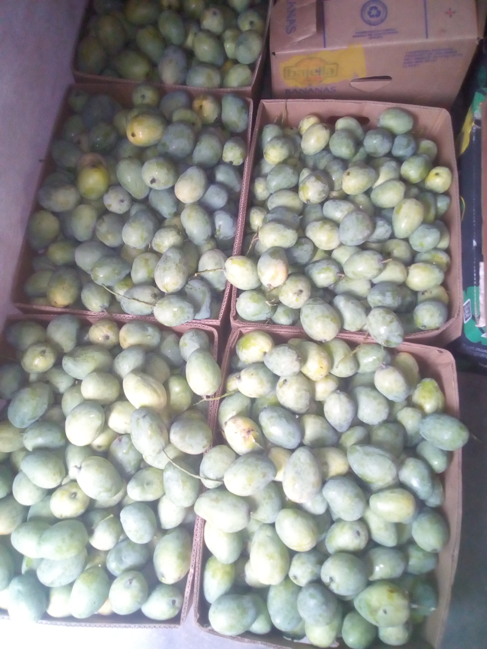 Mango de hilaza verde
