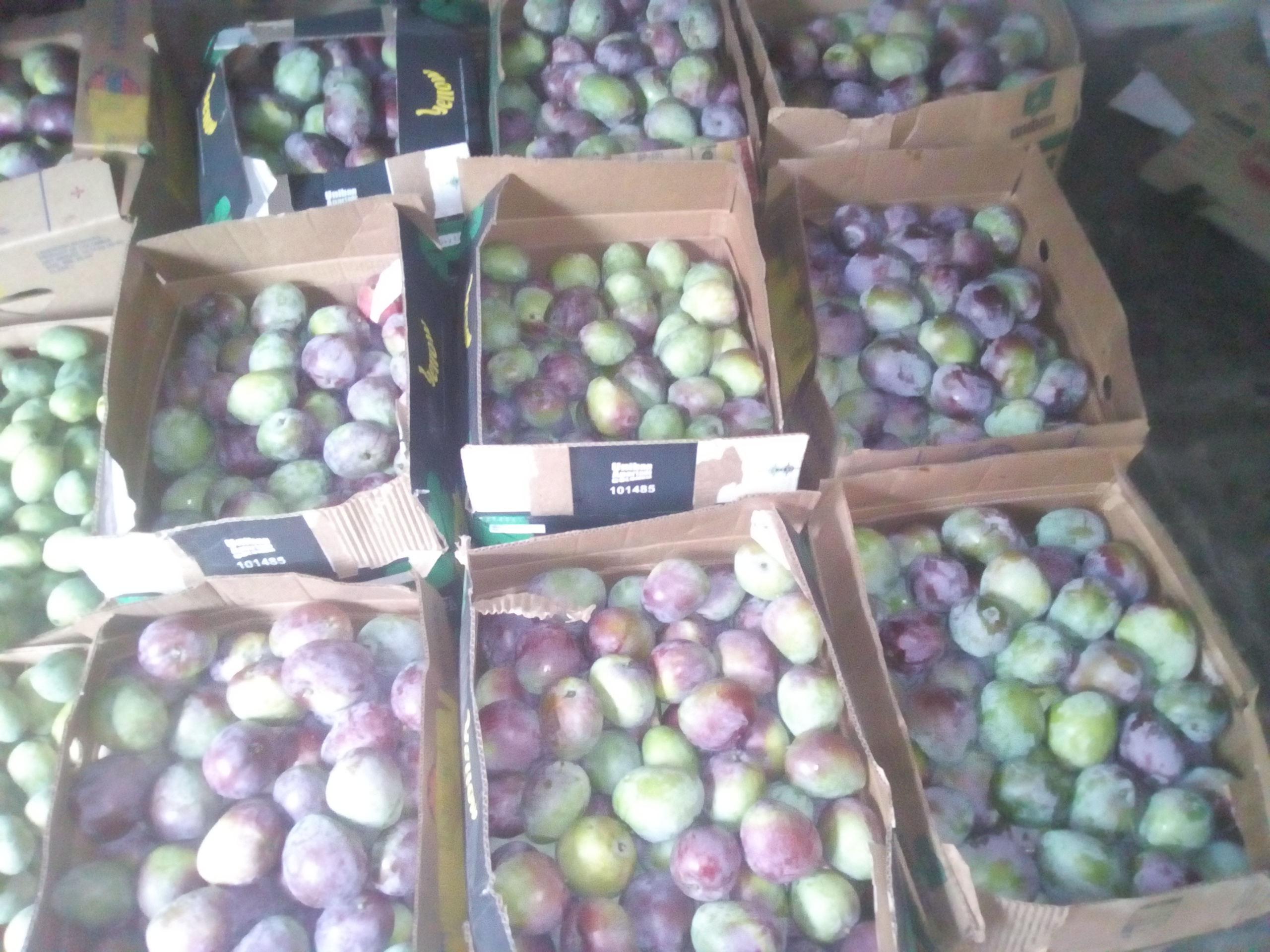 Mango manzana x caja