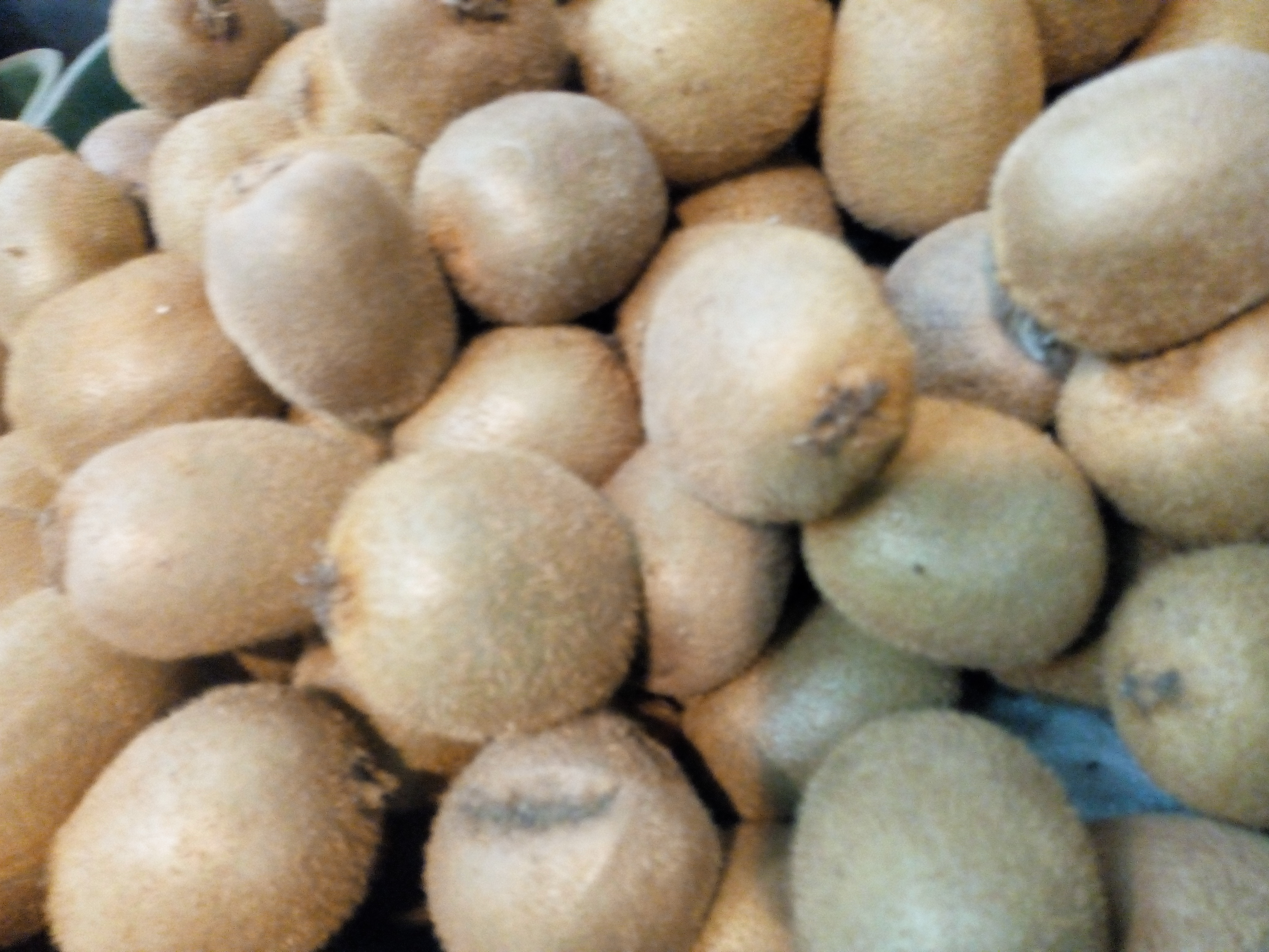 Kiwi